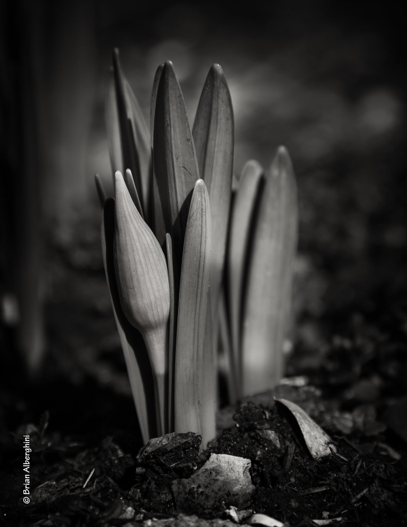Nikon D7100 + Sigma 24-105mm F4 DG OS HSM Art sample photo. A daffodil i will be photography