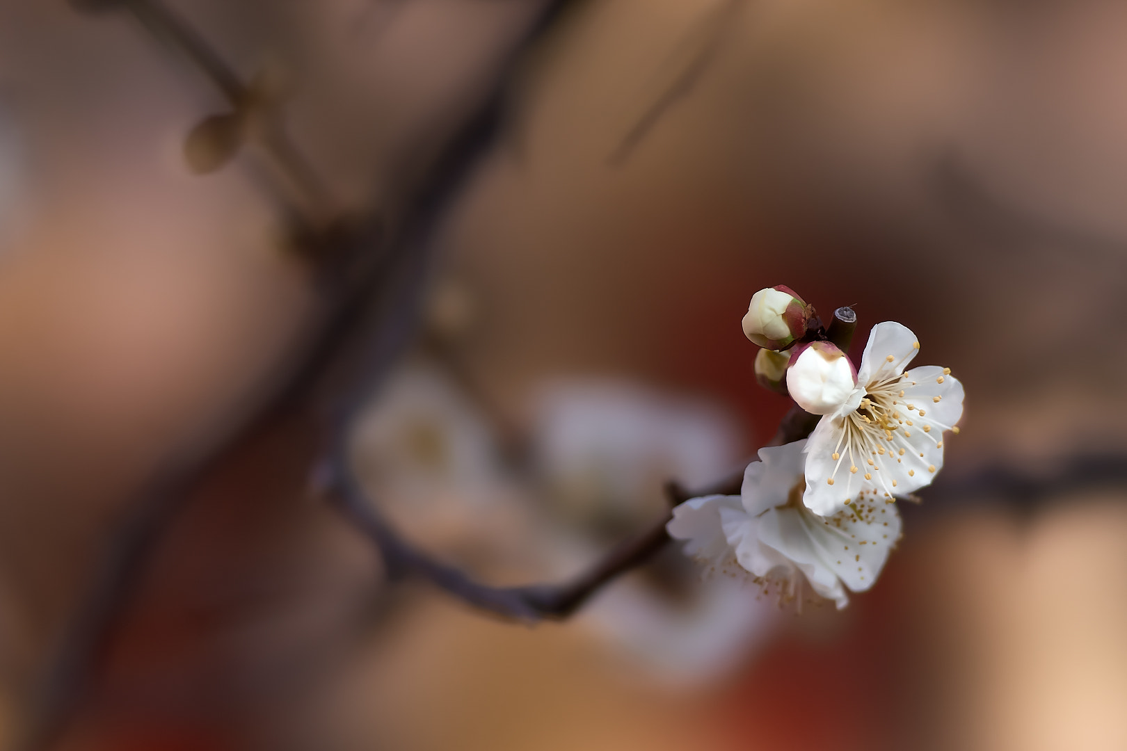 135mm F2.8[T4.5] STF sample photo. White plum photography
