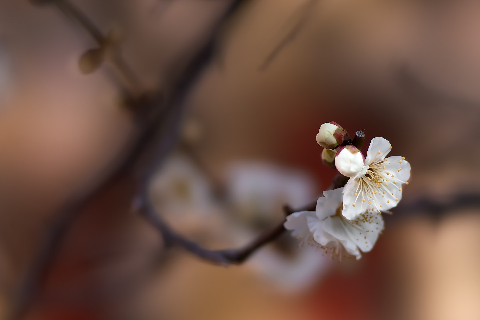 Sony a7 + 135mm F2.8[T4.5] STF sample photo. White plum photography