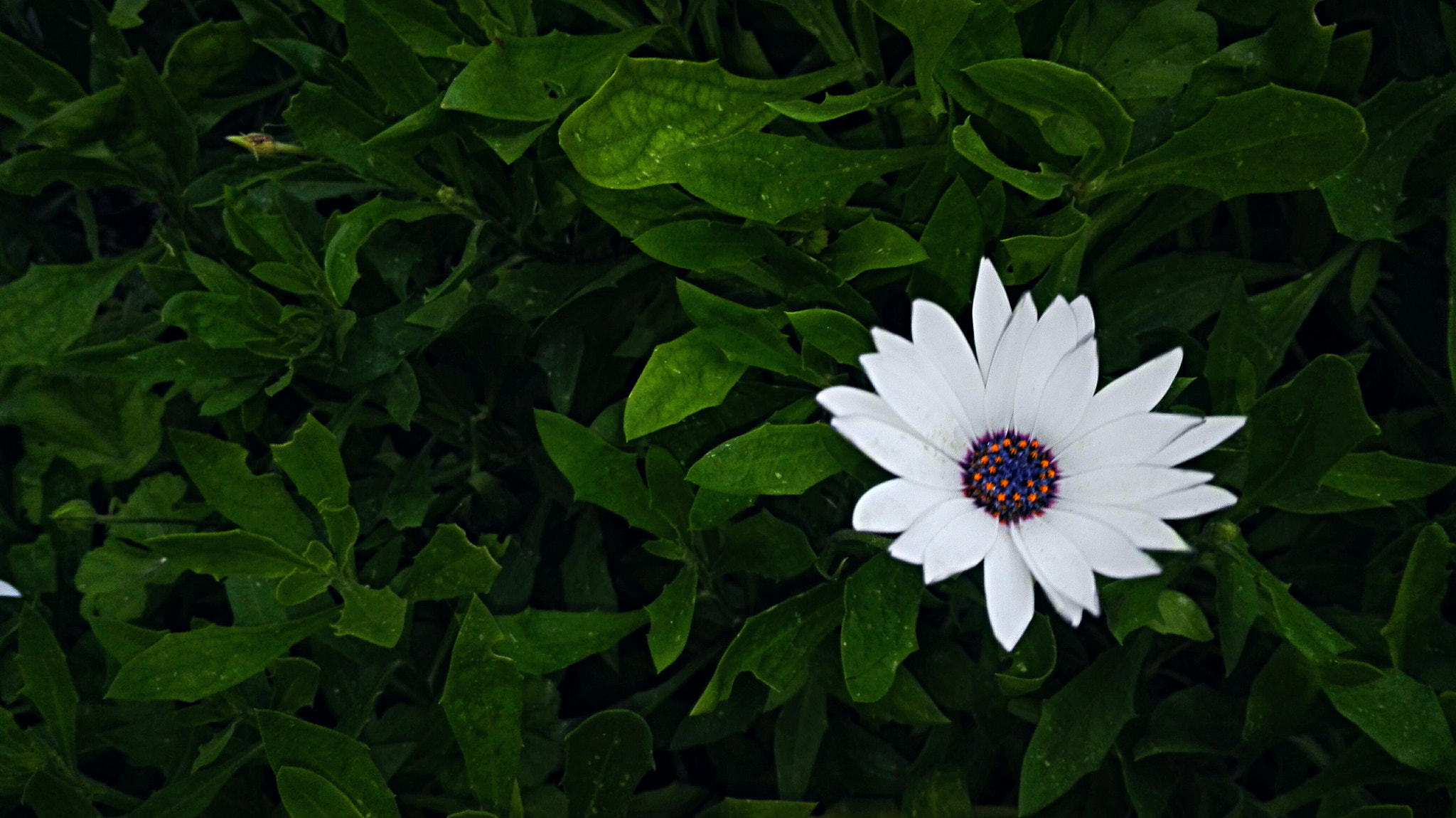 HUAWEI Cherry Mini sample photo