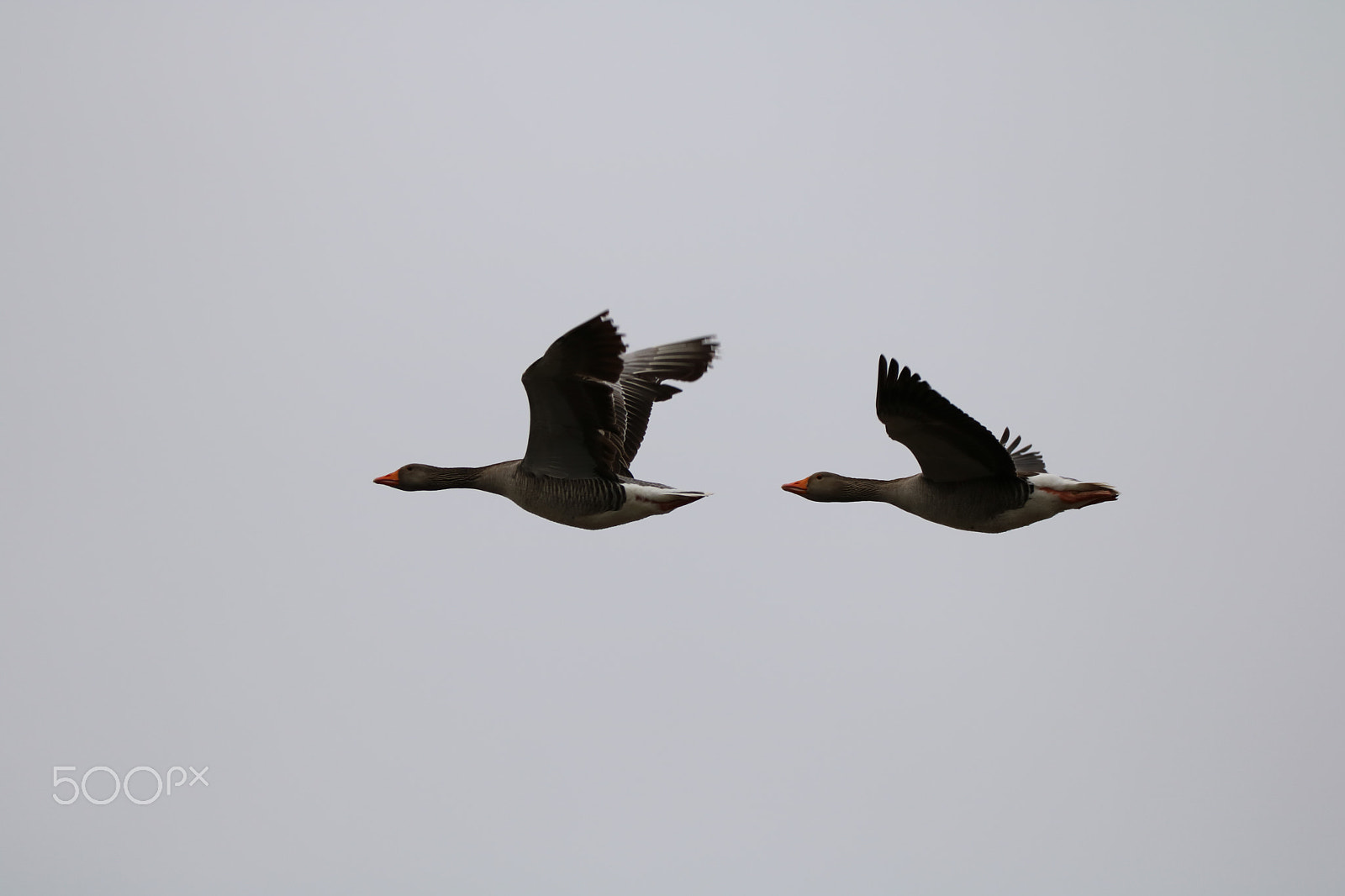 Sigma 150-600mm F5-6.3 DG OS HSM | C sample photo. Fauna delle valli photography