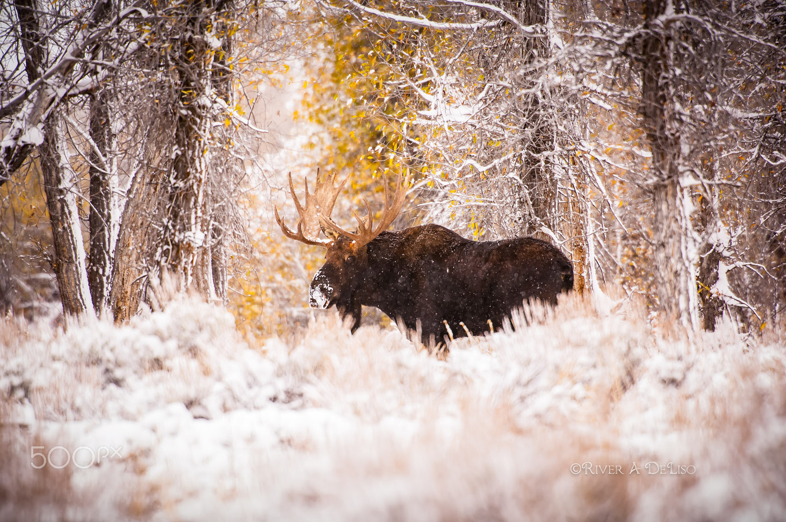 Nikon D2X + Nikon AF-S Nikkor 200-400mm F4G ED-IF VR sample photo. "mooswa" photography