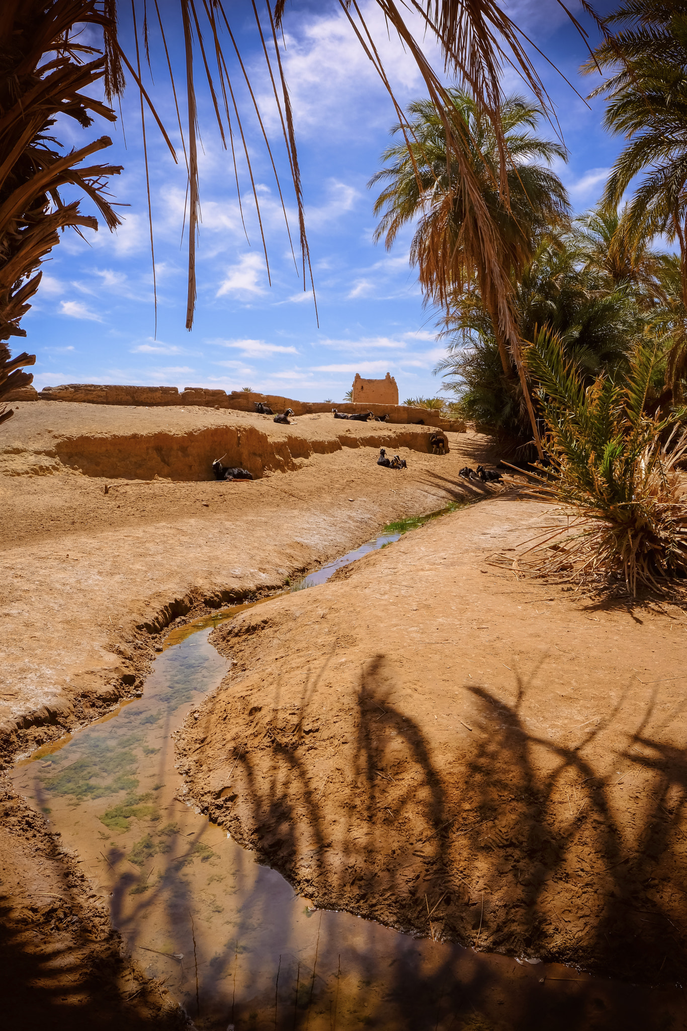 Fujifilm XF 16mm F1.4 R WR sample photo. Morocco oasis photography