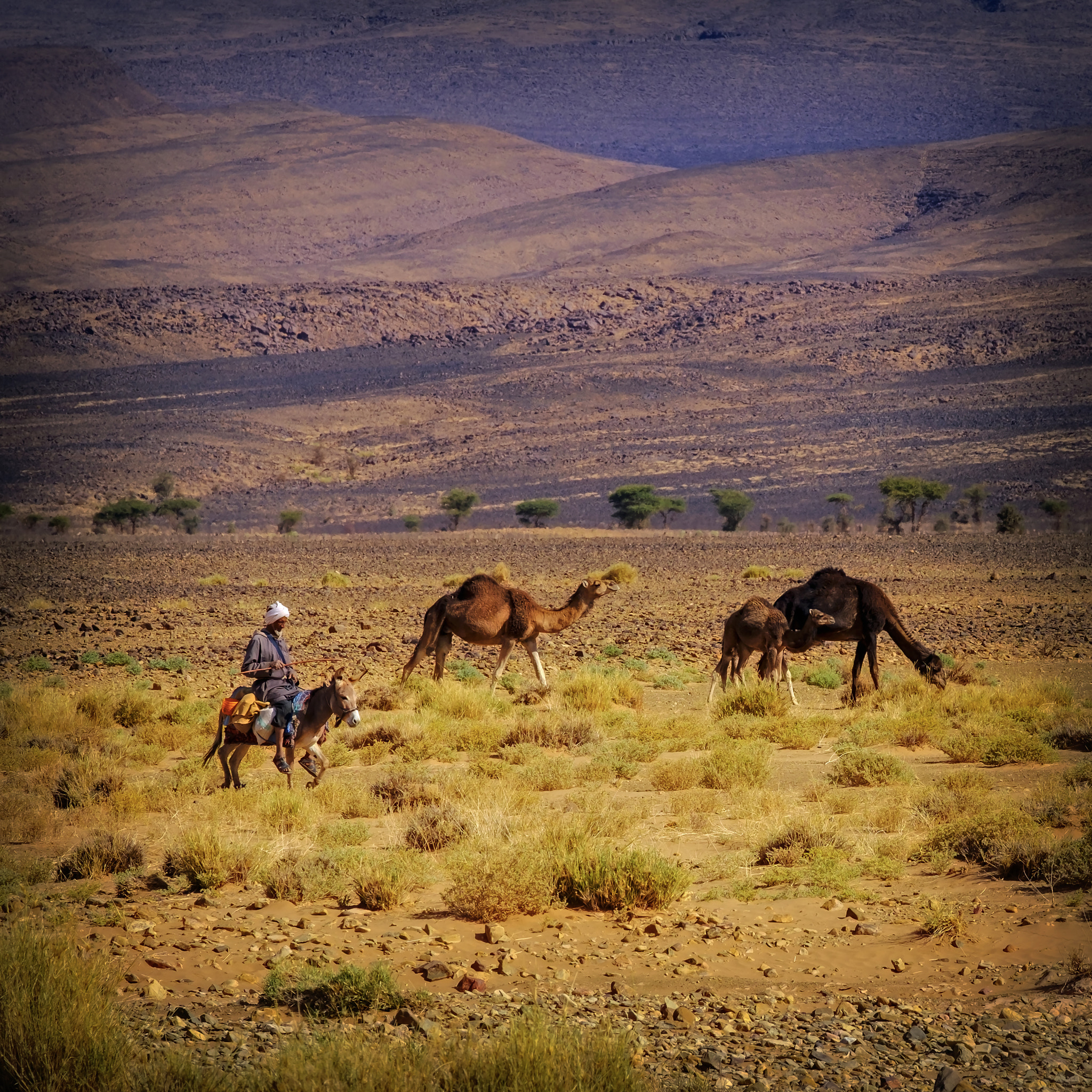 Fujifilm X-Pro2 + Fujifilm XF 50-140mm F2.8 R LM OIS WR sample photo. Morocco plains photography