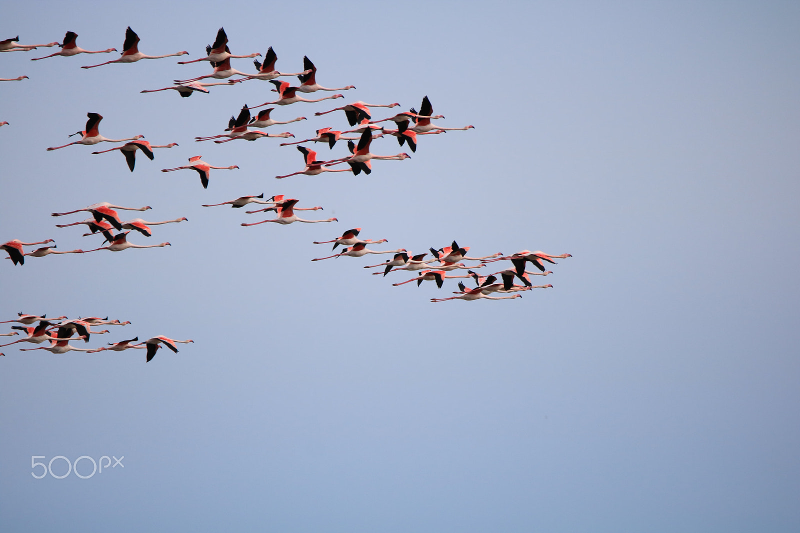 Sigma 150-600mm F5-6.3 DG OS HSM | C sample photo. Fauna delle valli photography