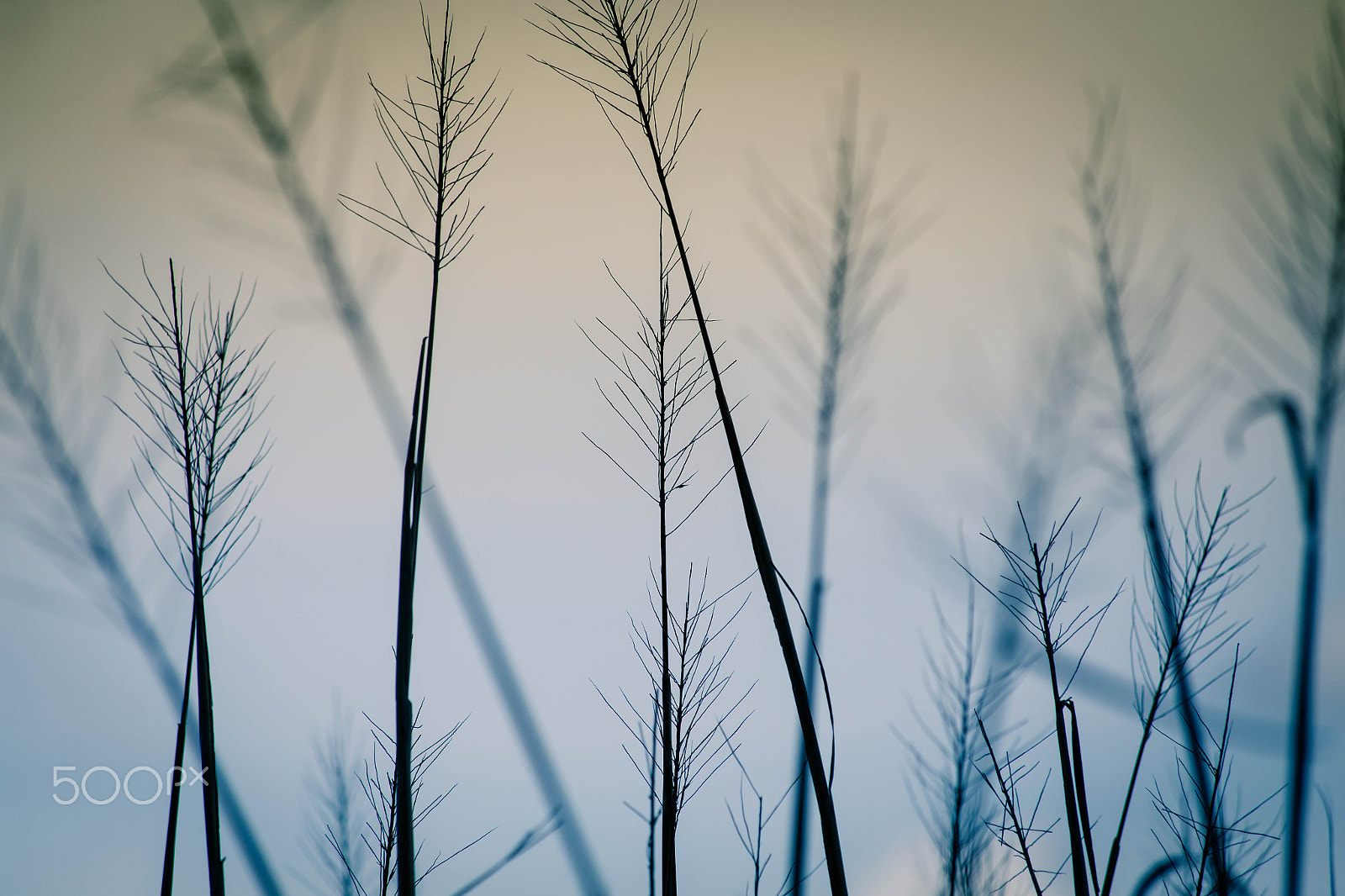 Canon EF 70-300mm F4-5.6 IS USM sample photo. Rice fields ii photography