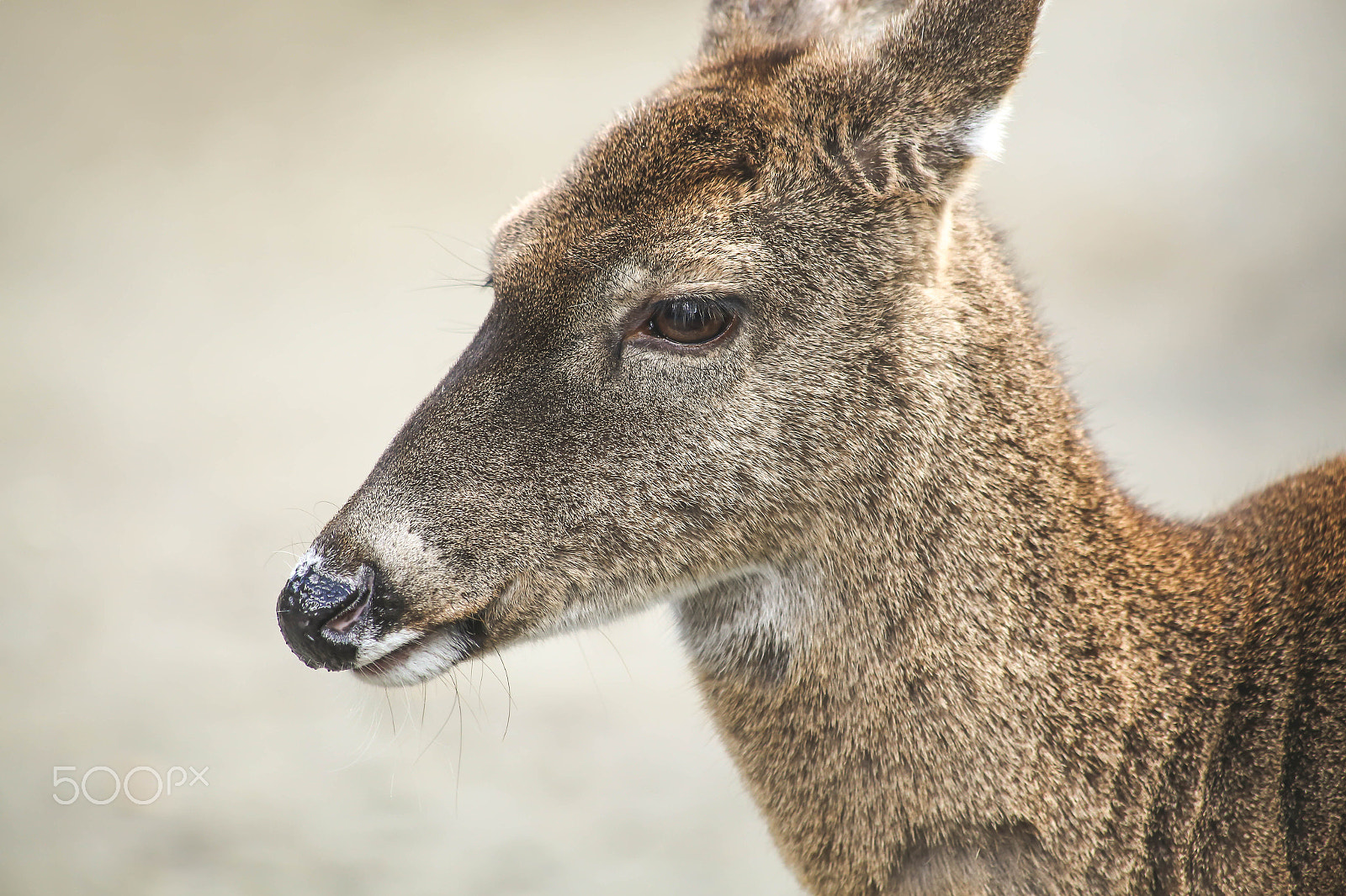 Canon EF 70-300mm F4-5.6 IS USM sample photo. Deer head photography