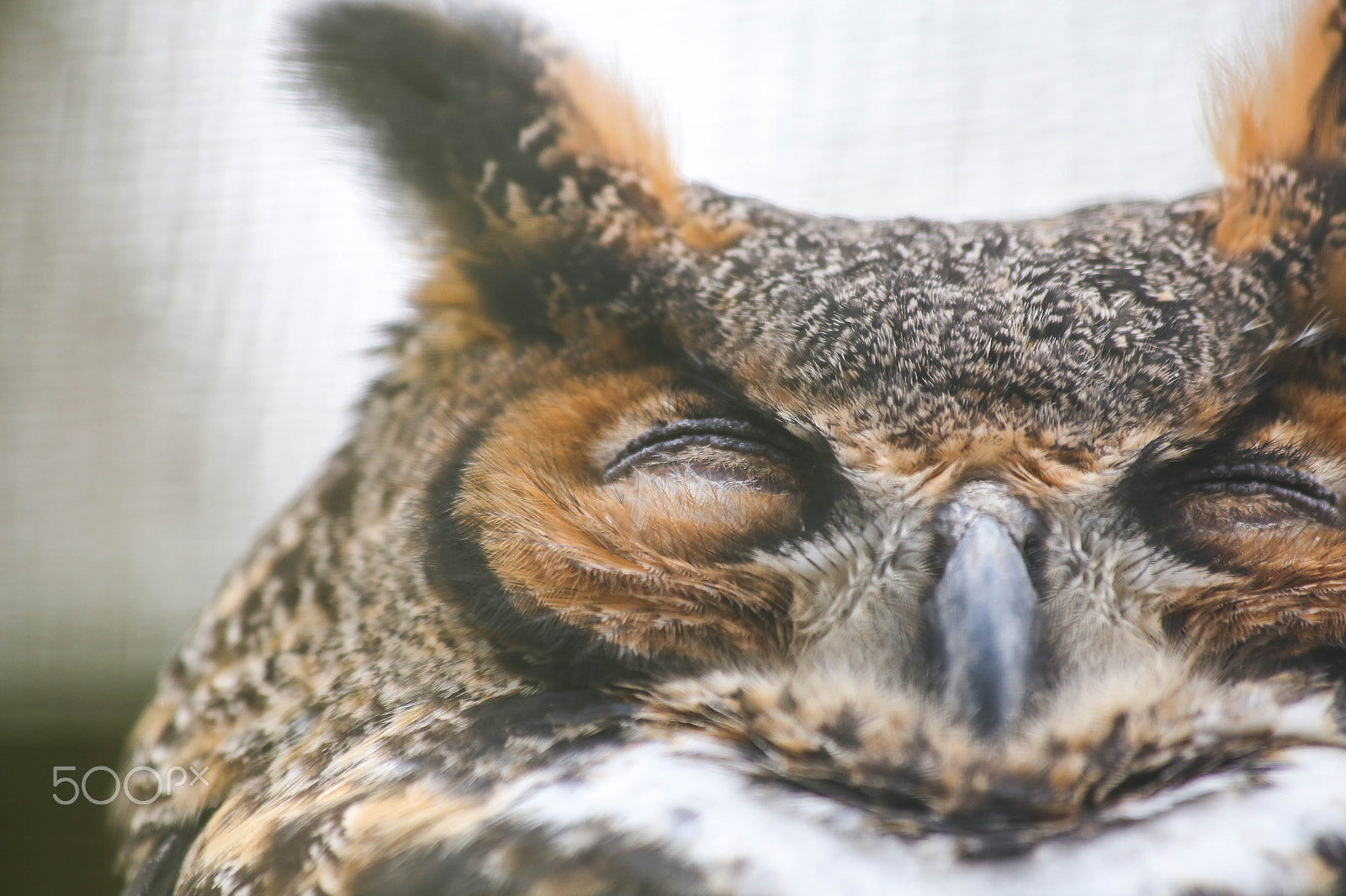 Canon EF 70-300mm F4-5.6 IS USM sample photo. Great horned owl photography
