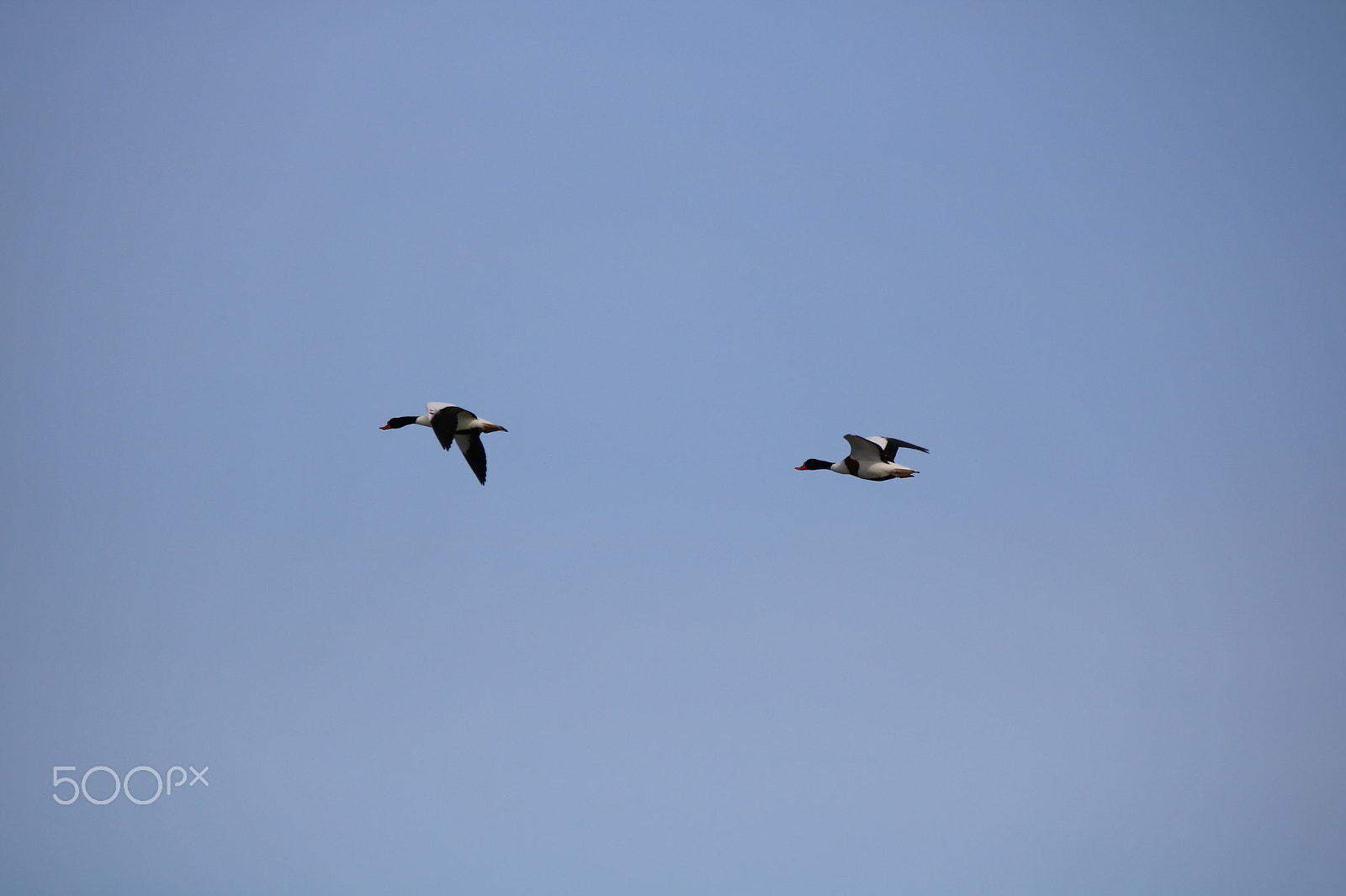 Sigma 150-600mm F5-6.3 DG OS HSM | C sample photo. Fauna delle valli photography
