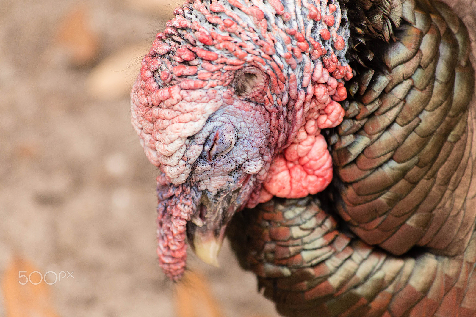 Canon EF 70-300mm F4-5.6 IS USM sample photo. Turkey sleeping photography