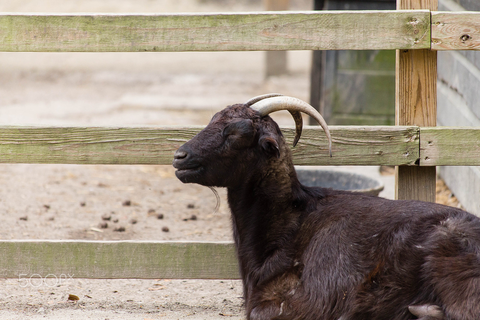 Canon EF 70-300mm F4-5.6 IS USM sample photo. Black goat photography