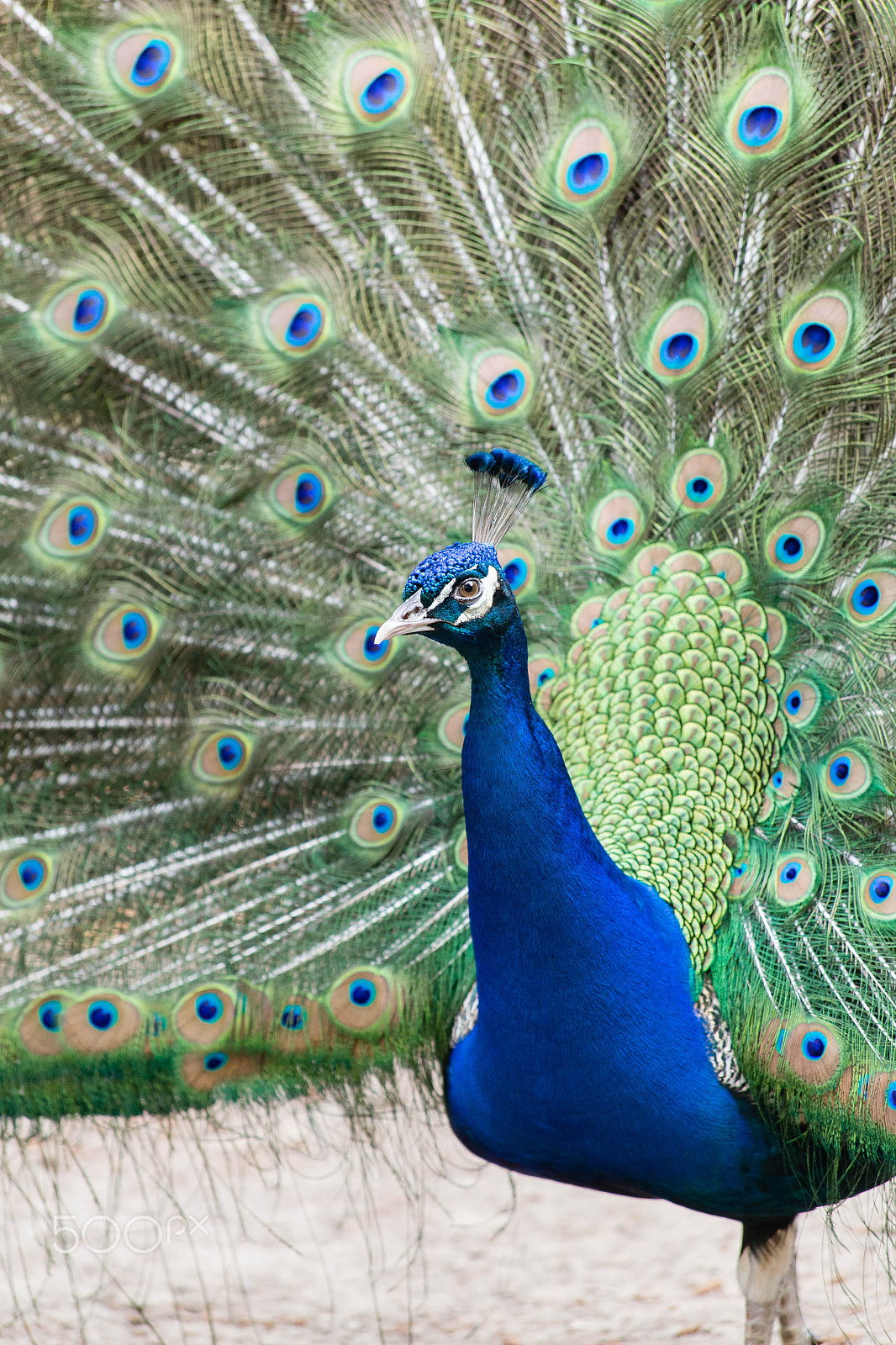 Canon EF 70-300mm F4-5.6 IS USM sample photo. Peacock showing off photography