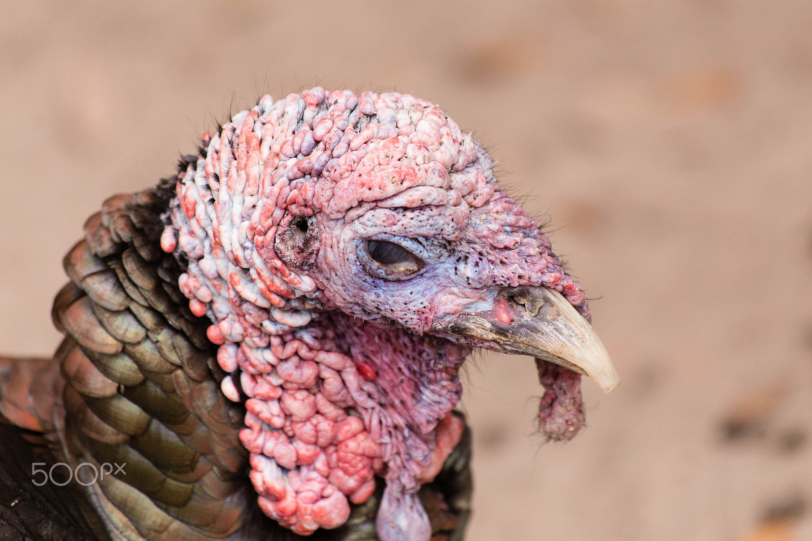 Canon EF 70-300mm F4-5.6 IS USM sample photo. Turkey head photography