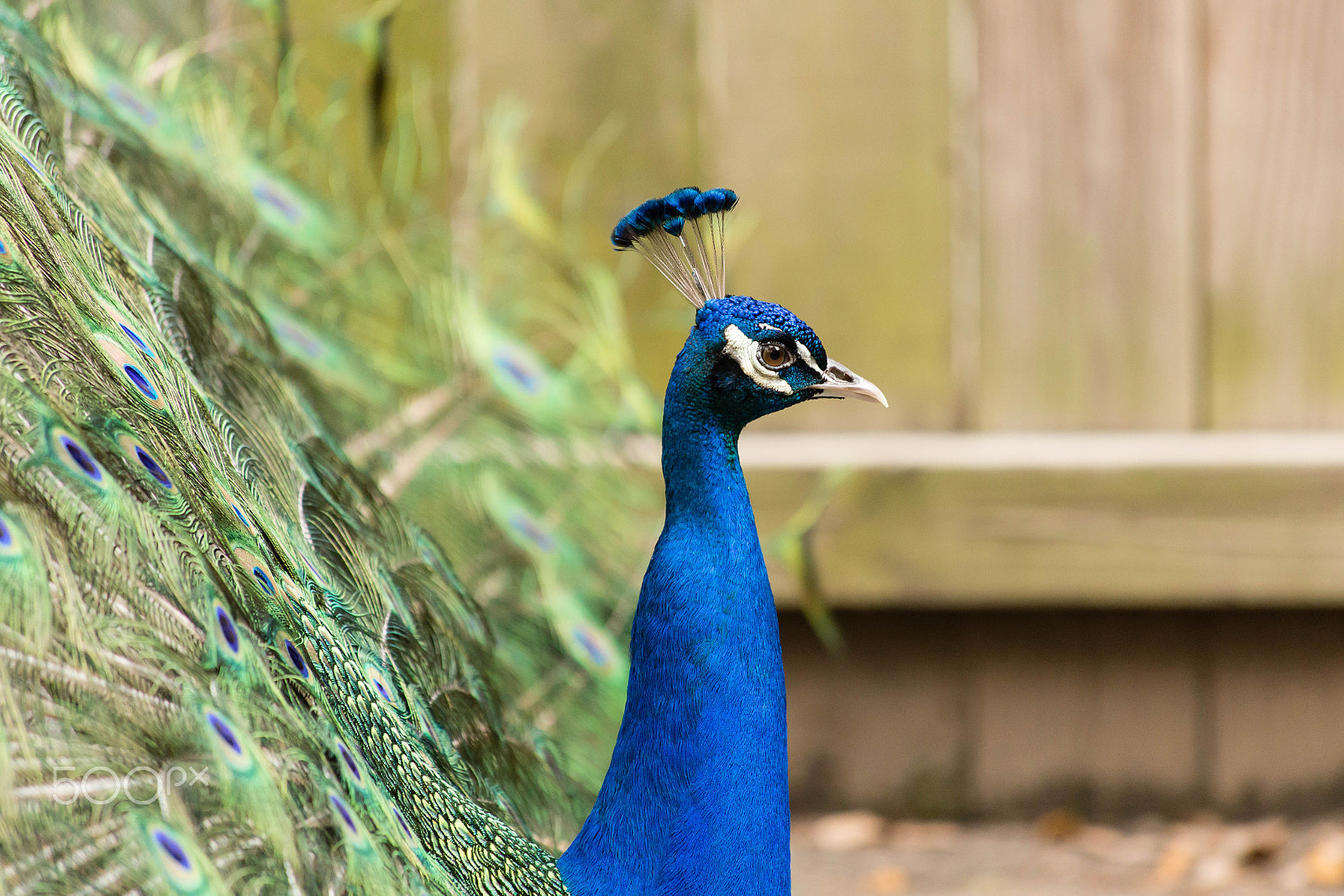 Canon EF 70-300mm F4-5.6 IS USM sample photo. Peacock showing off ii photography