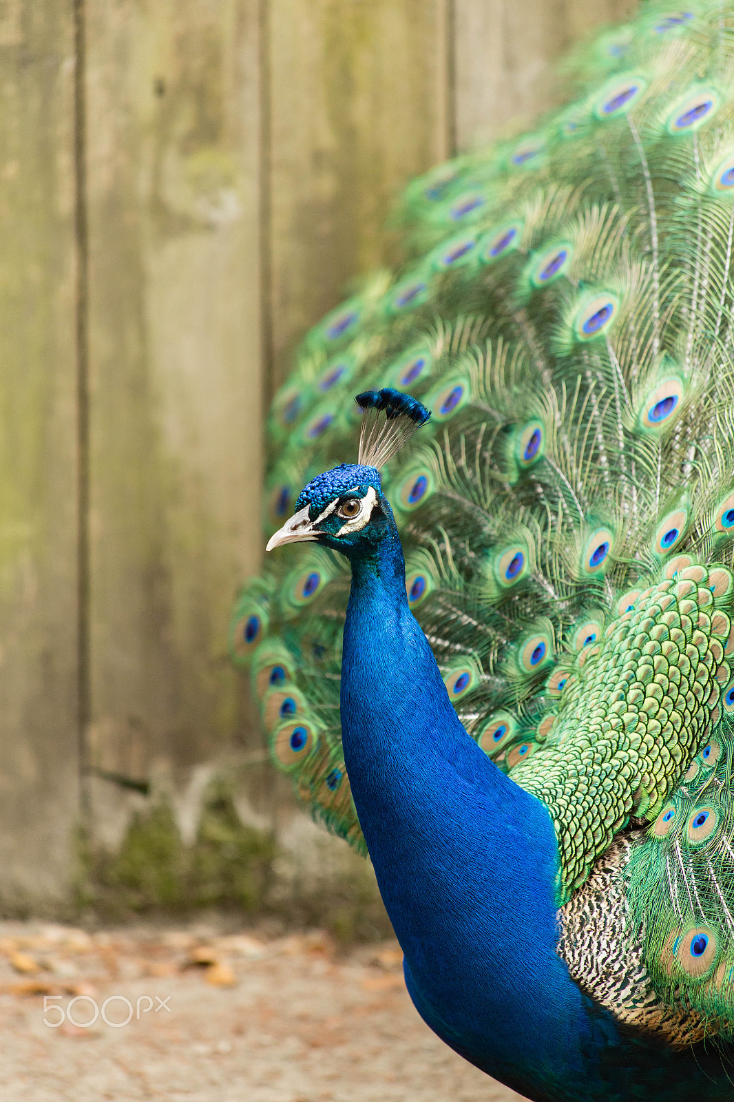 Canon EF 70-300mm F4-5.6 IS USM sample photo. Peacock showing off iii photography