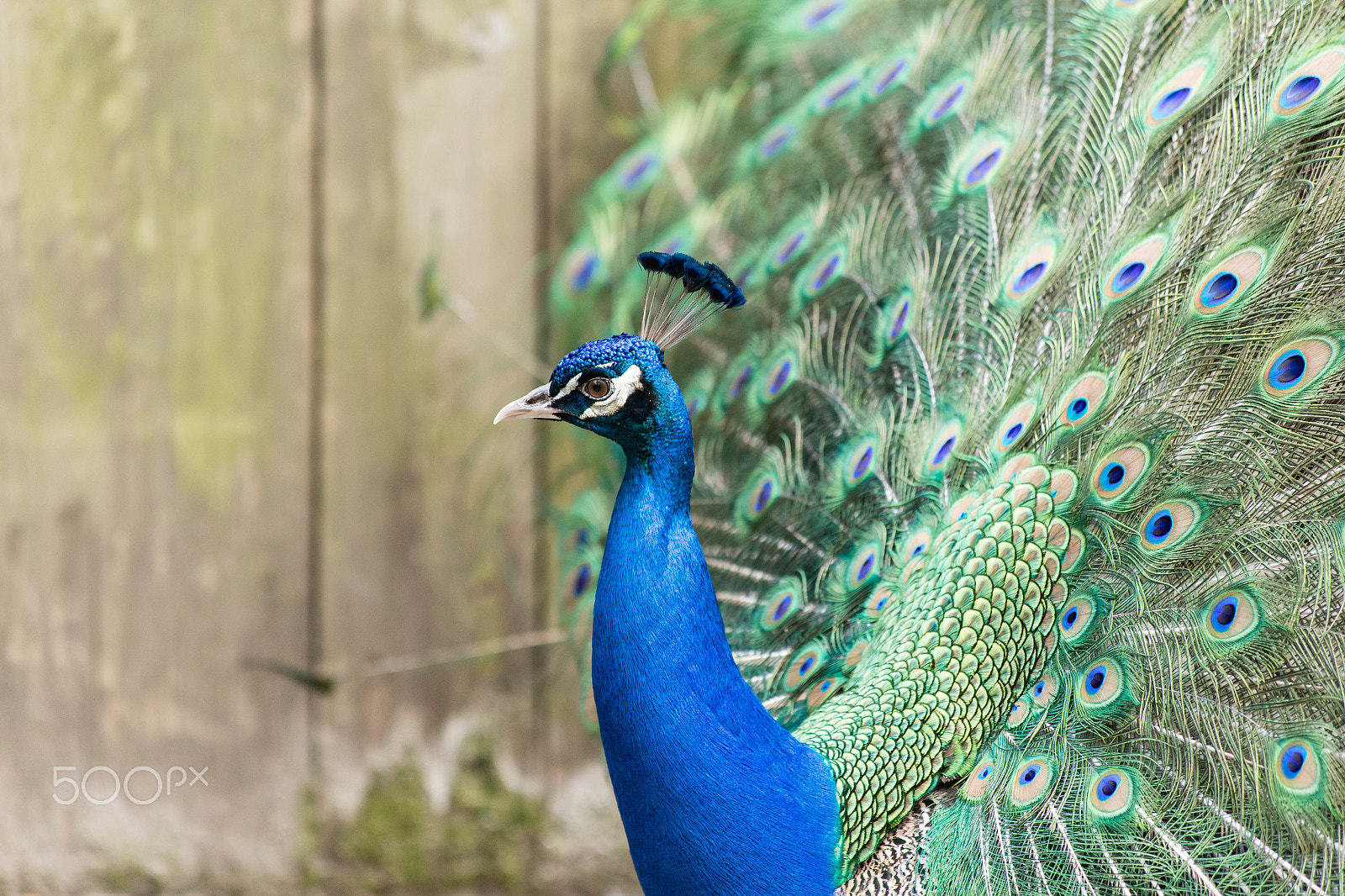 Canon EOS 6D sample photo. Peacock showing off iv photography