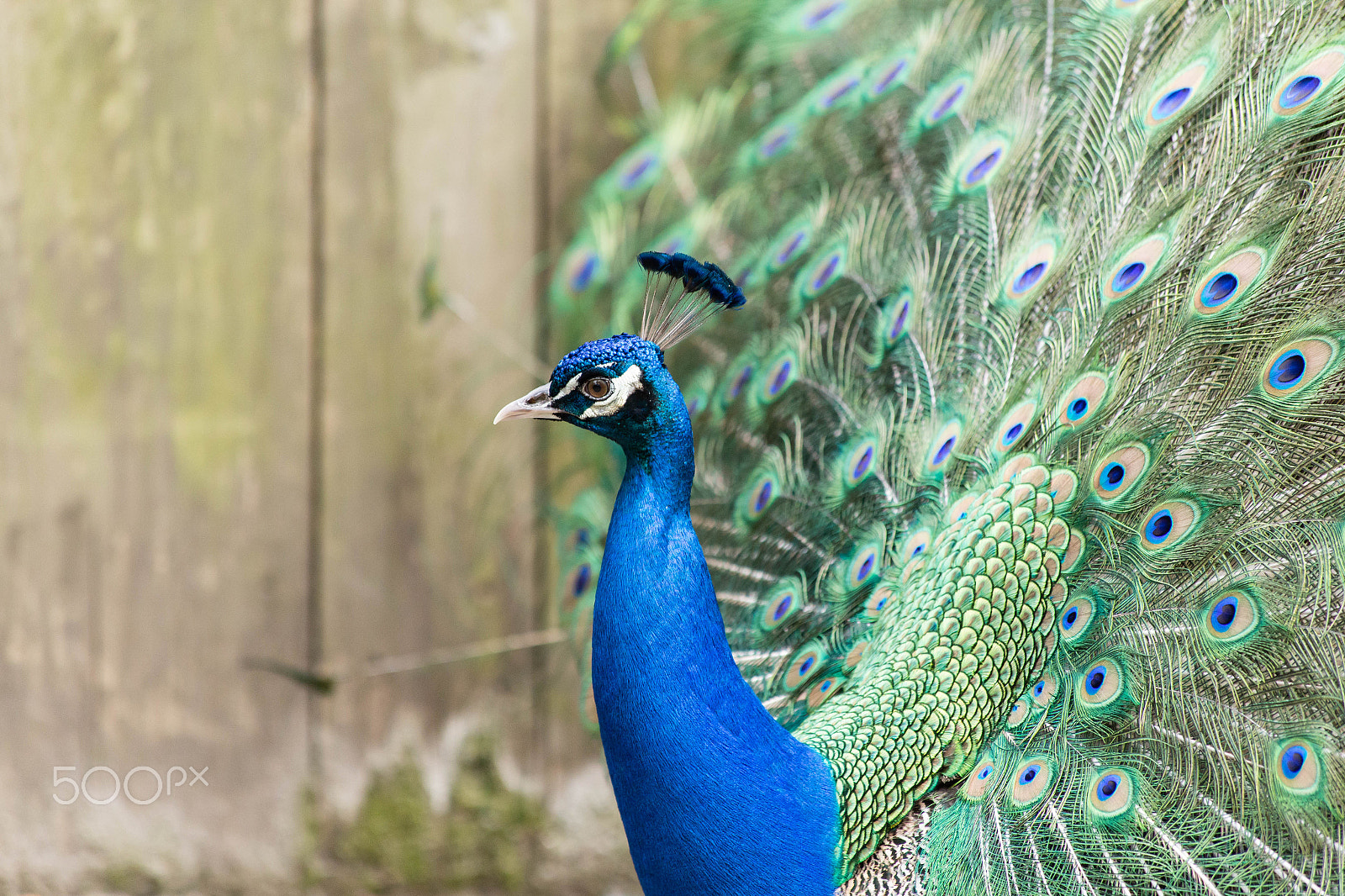 Canon EF 70-300mm F4-5.6 IS USM sample photo. Peacock showing off iv photography