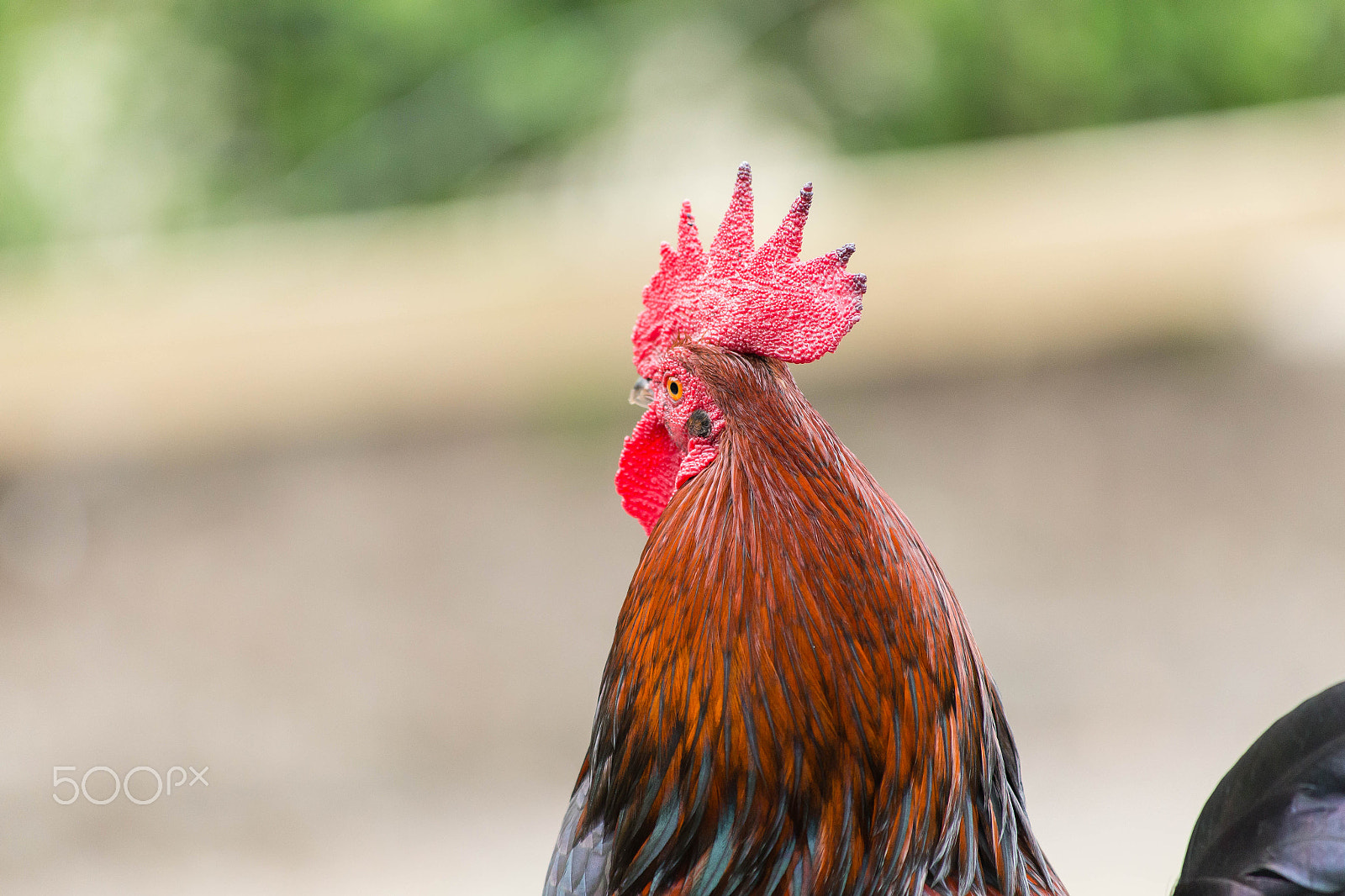 Canon EF 70-300mm F4-5.6 IS USM sample photo. Rooster photography