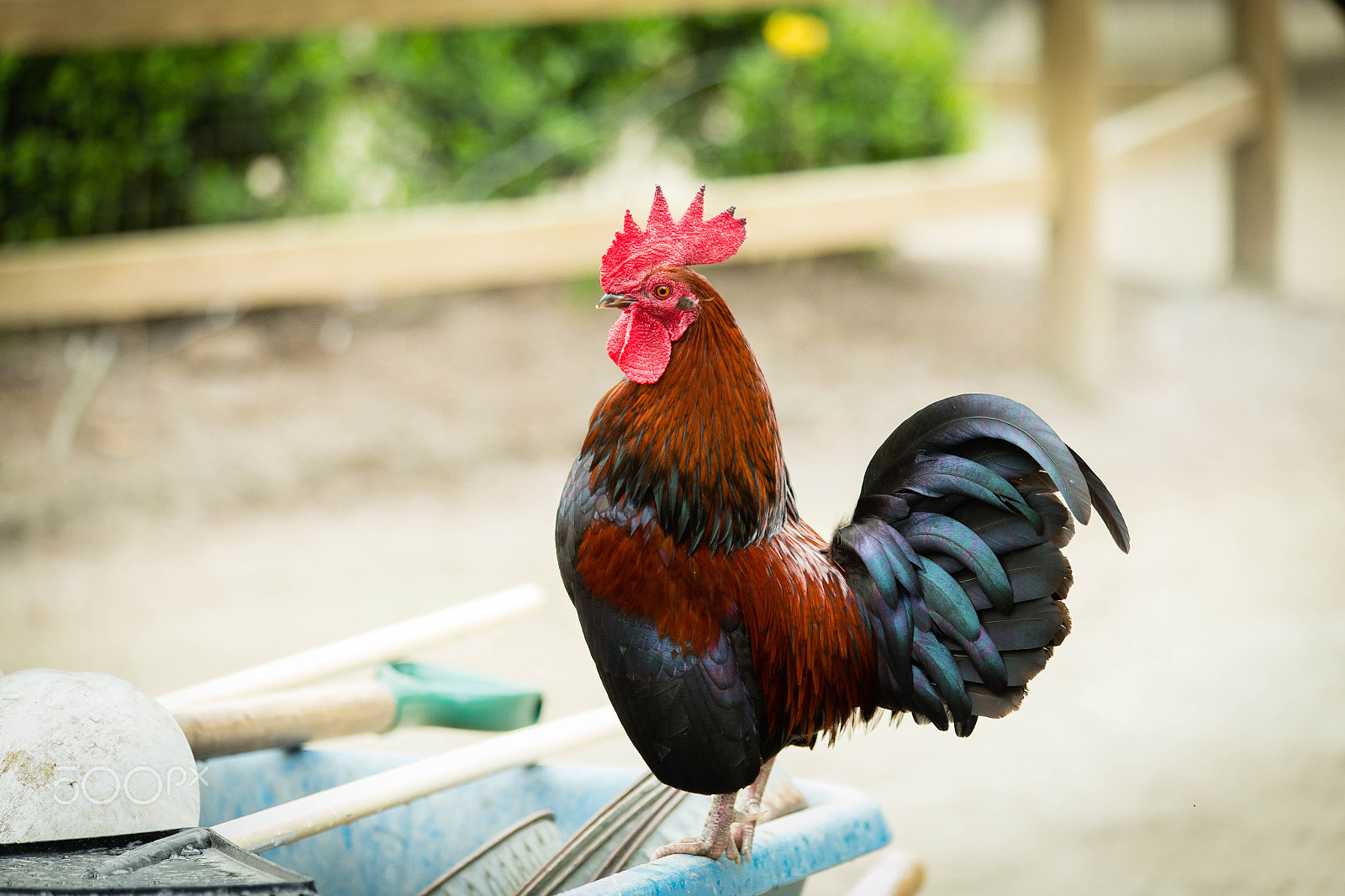 Canon EF 70-300mm F4-5.6 IS USM sample photo. Rooster on wheelbarrow photography