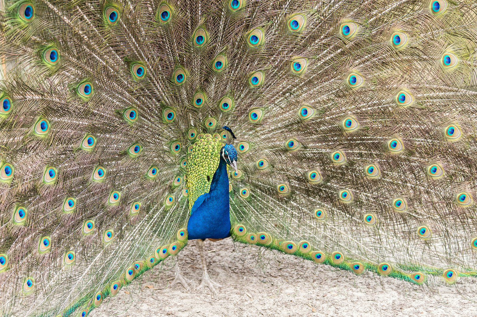 Canon EF 70-300mm F4-5.6 IS USM sample photo. Peacock showing off v photography