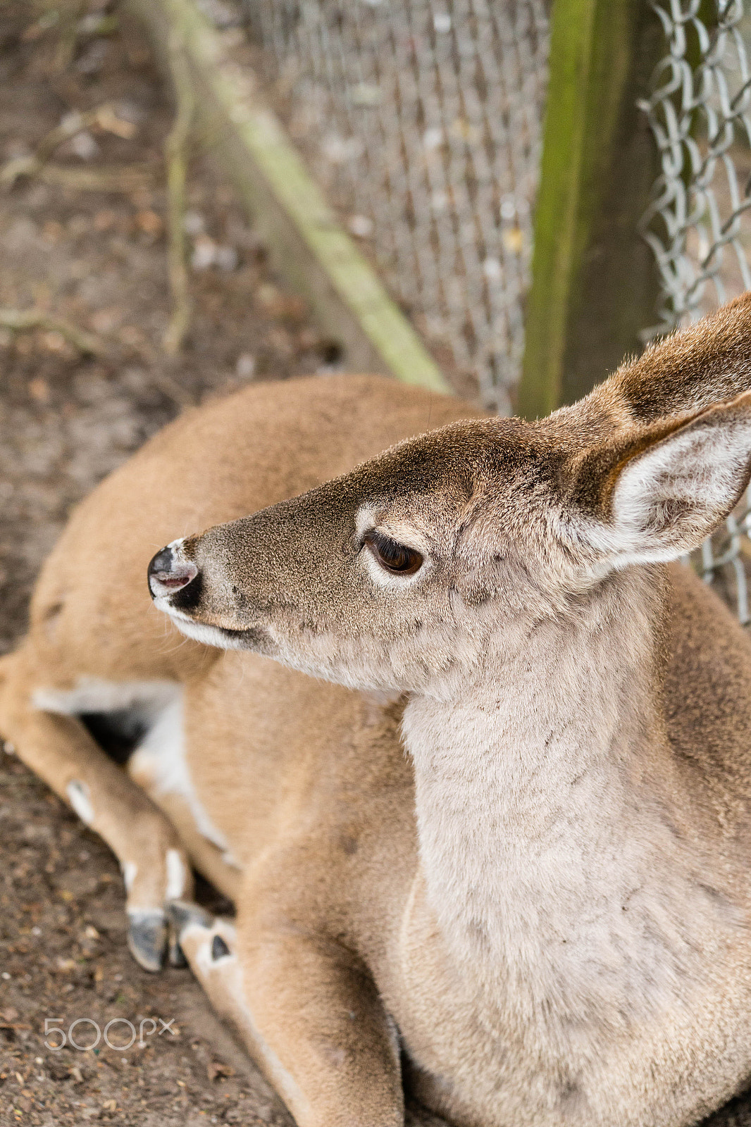 Canon EF 70-300mm F4-5.6 IS USM sample photo. Deer resting photography