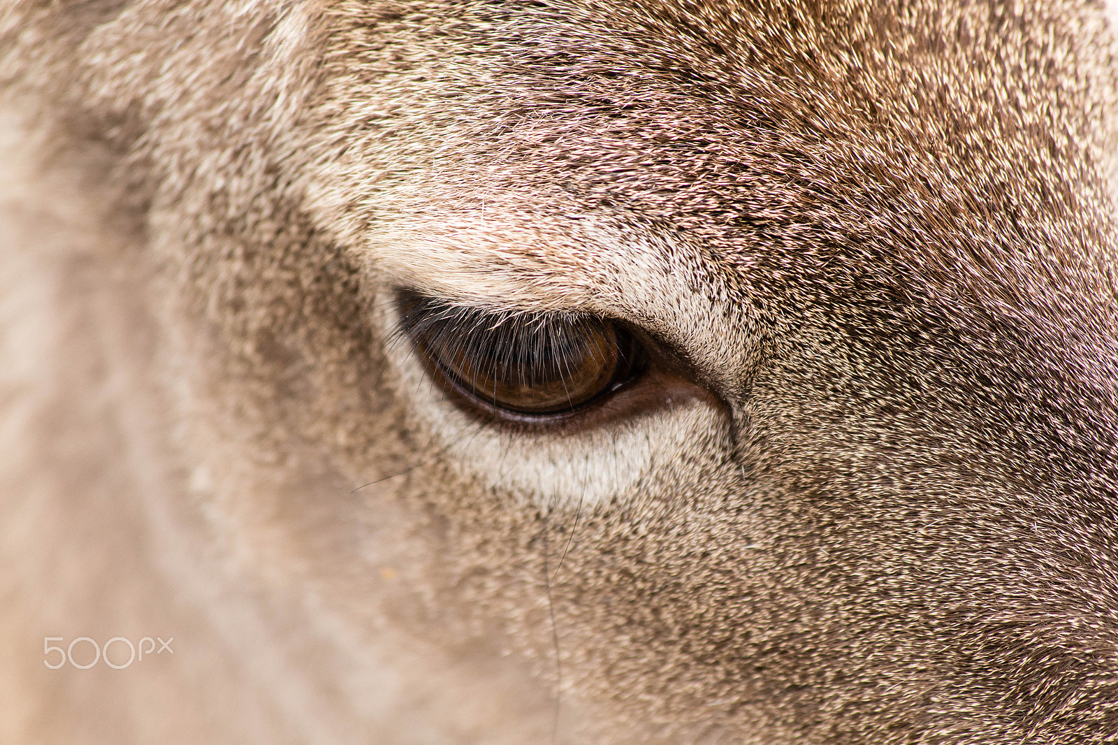 Canon EF 70-300mm F4-5.6 IS USM sample photo. Deer eye photography