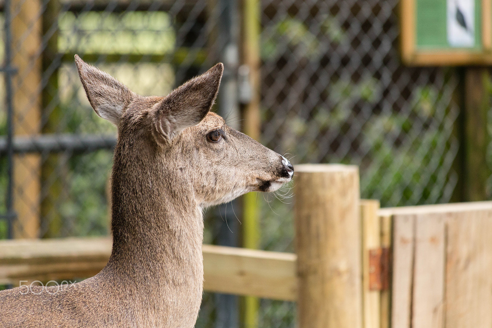 Canon EF 70-300mm F4-5.6 IS USM sample photo. Img photography