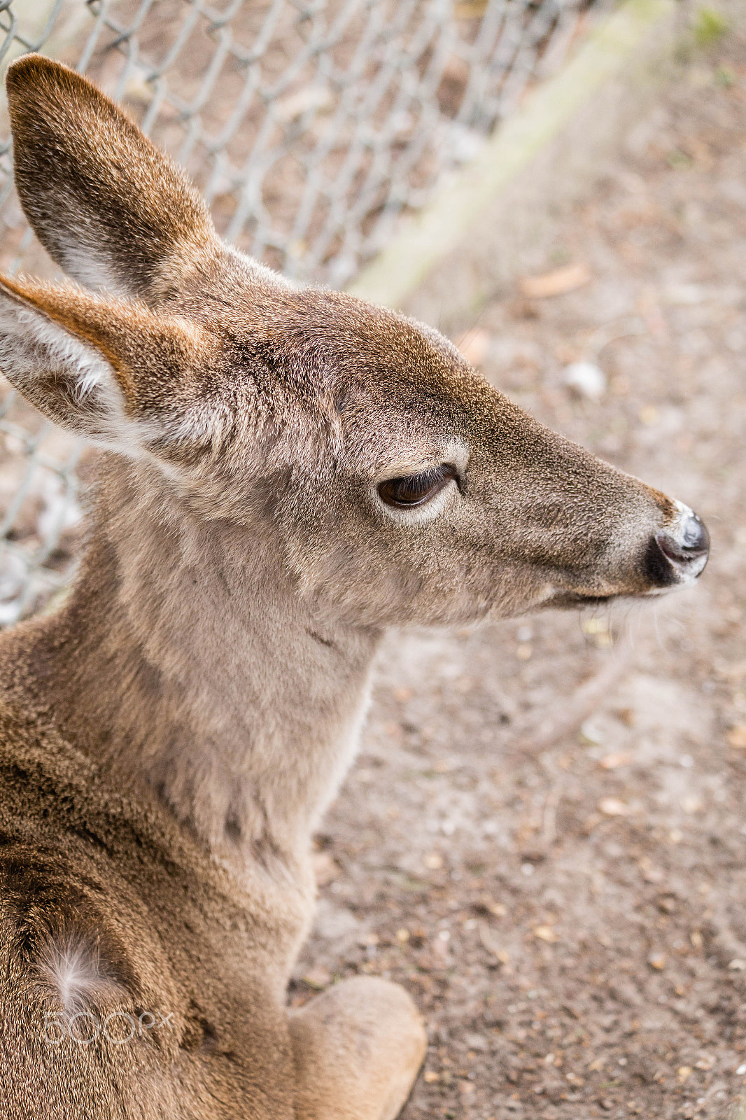 Canon EF 70-300mm F4-5.6 IS USM sample photo. Img photography