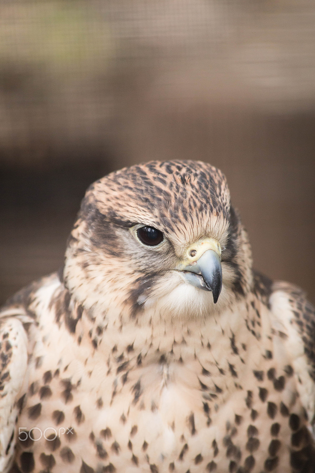 Canon EF 70-300mm F4-5.6 IS USM sample photo. Img photography