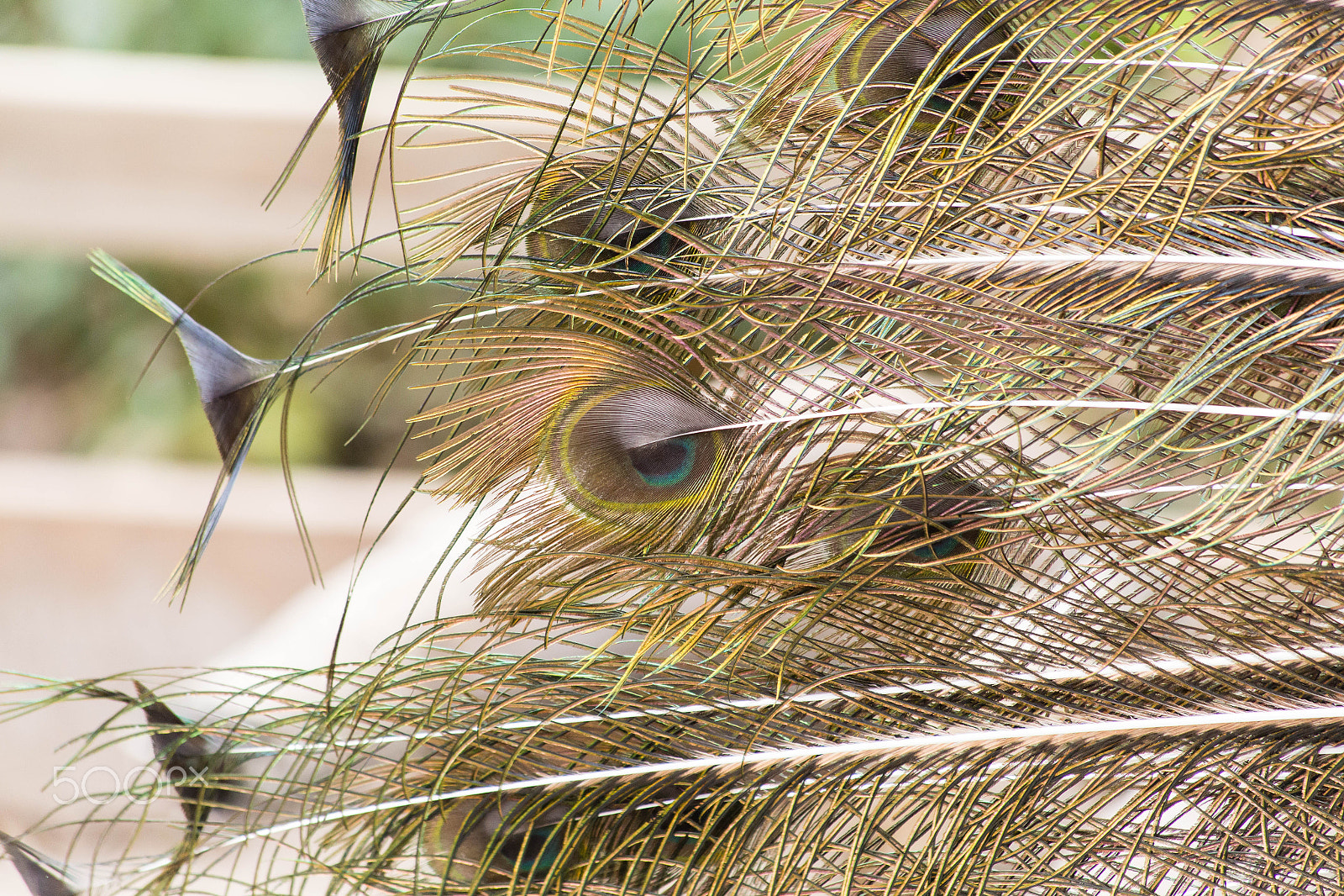 Canon EF 70-300mm F4-5.6 IS USM sample photo. Img photography