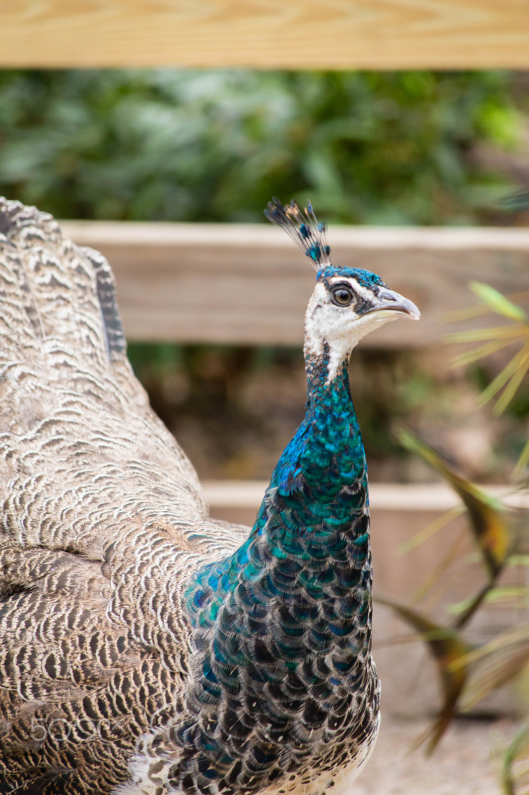 Canon EF 70-300mm F4-5.6 IS USM sample photo. Img photography