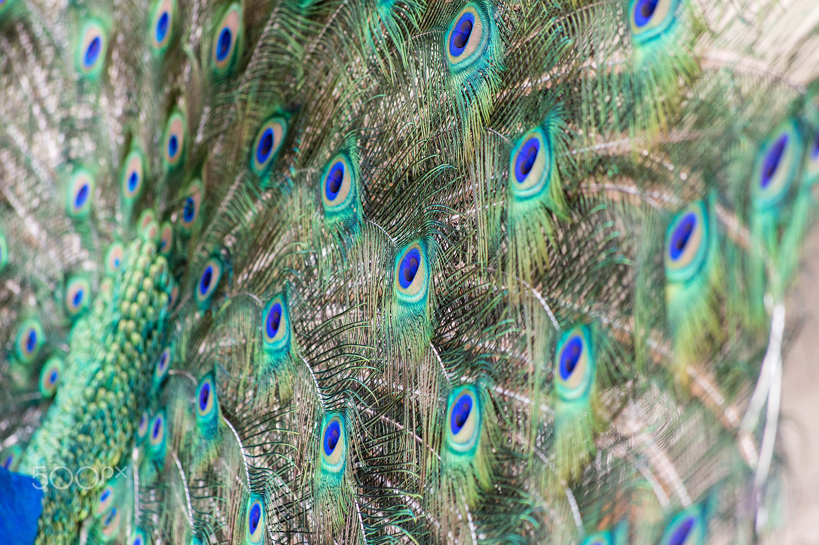 Canon EF 70-300mm F4-5.6 IS USM sample photo. Img photography