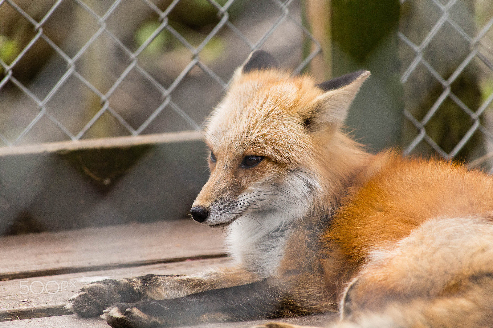 Canon EF 70-300mm F4-5.6 IS USM sample photo. Img photography