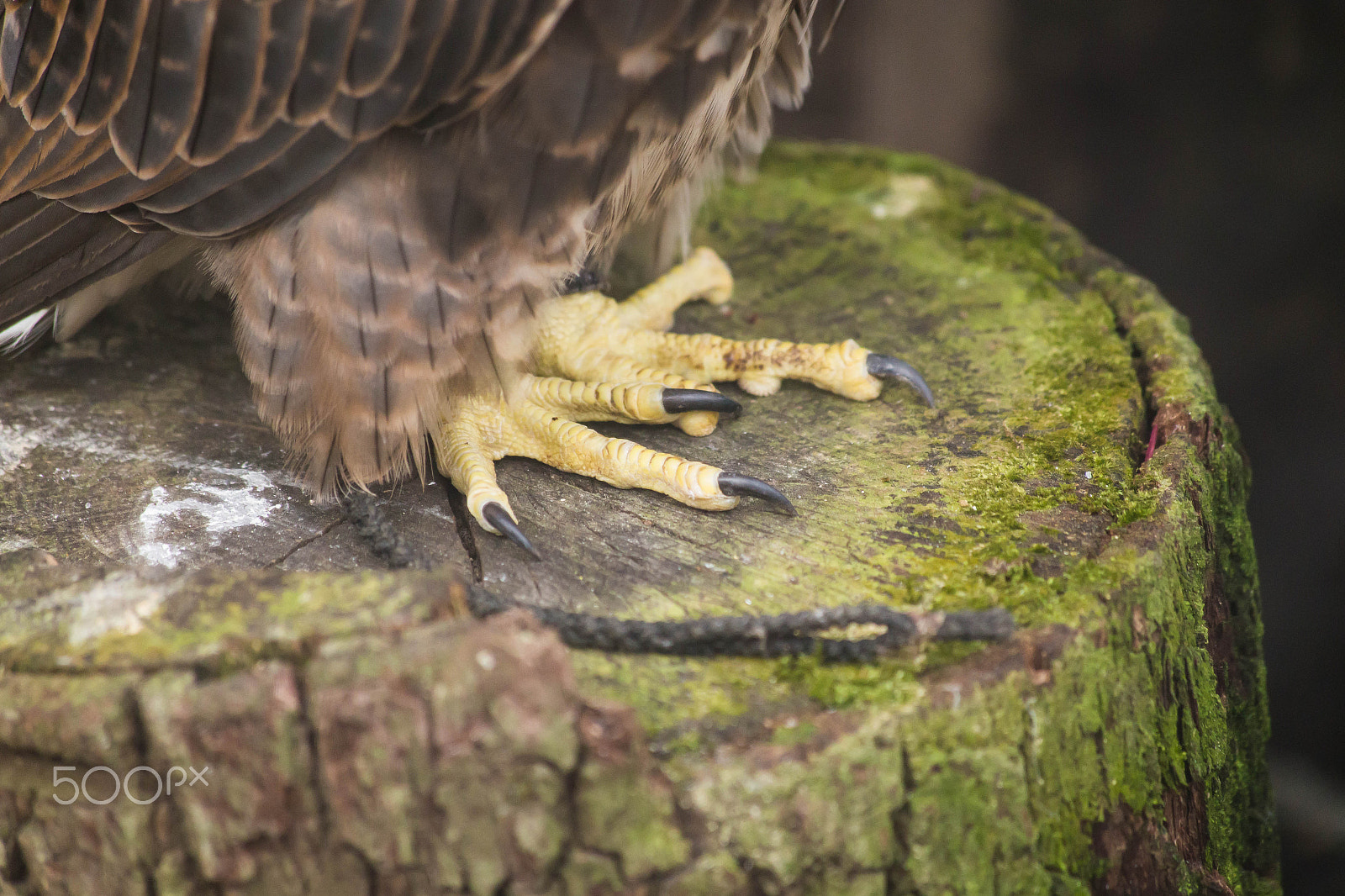 Canon EF 70-300mm F4-5.6 IS USM sample photo. Img photography