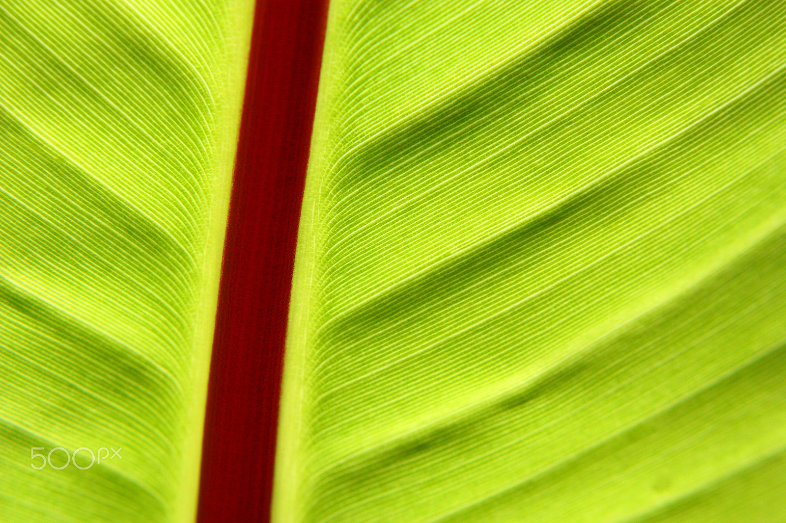 Canon EOS 450D (EOS Rebel XSi / EOS Kiss X2) sample photo. Proyección lineal. photography