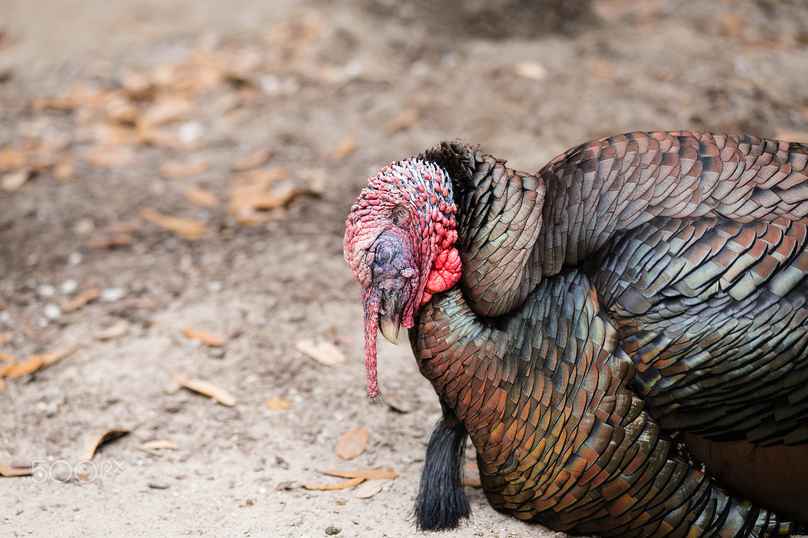 Canon EF 70-300mm F4-5.6 IS USM sample photo. Img photography