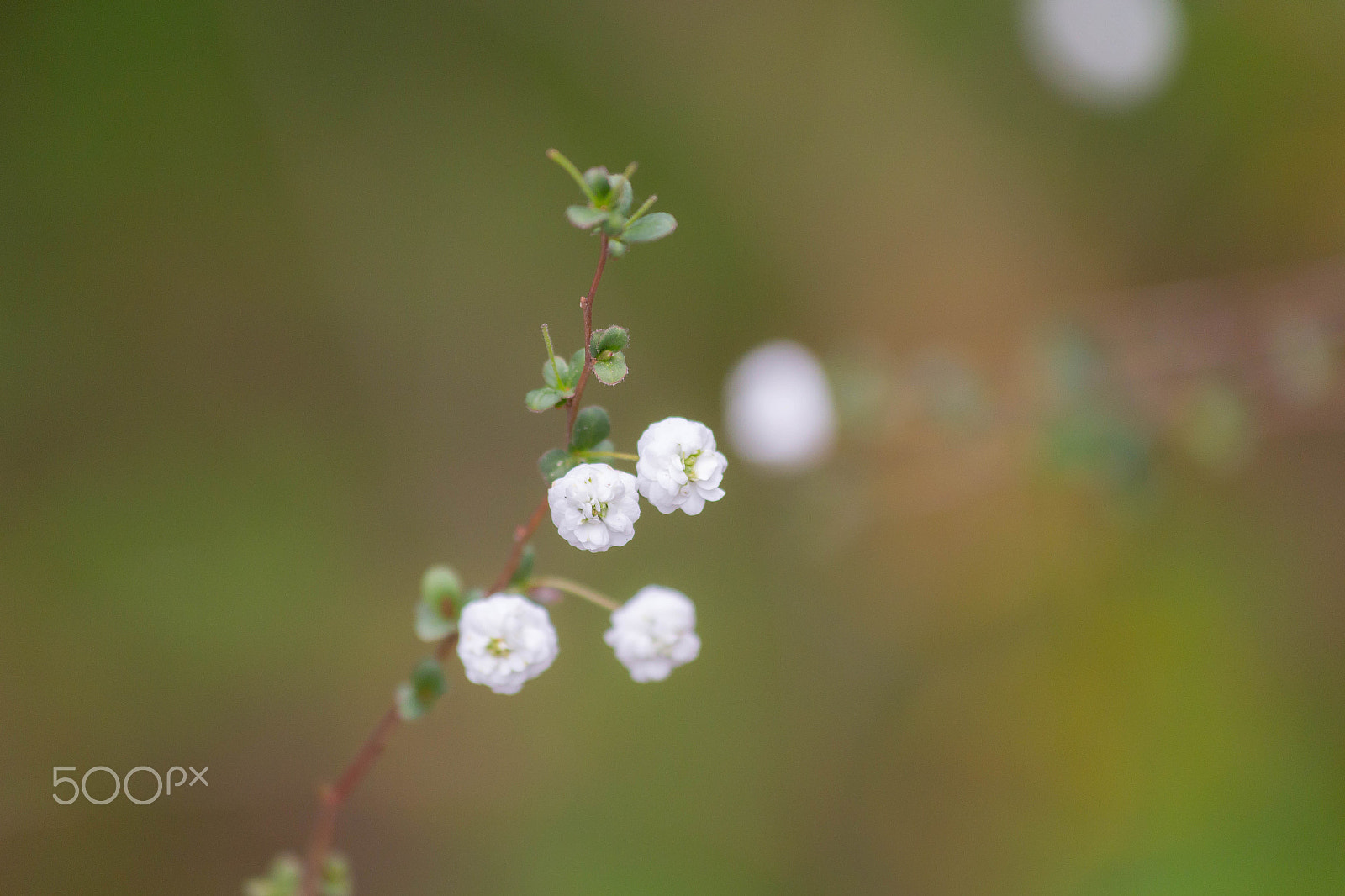 Canon EF 70-300mm F4-5.6 IS USM sample photo. Img photography