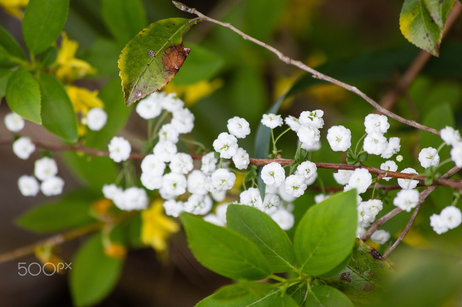 Canon EF 70-300mm F4-5.6 IS USM sample photo. Img photography