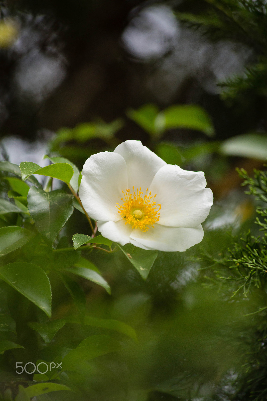 Canon EF 70-300mm F4-5.6 IS USM sample photo. Img photography
