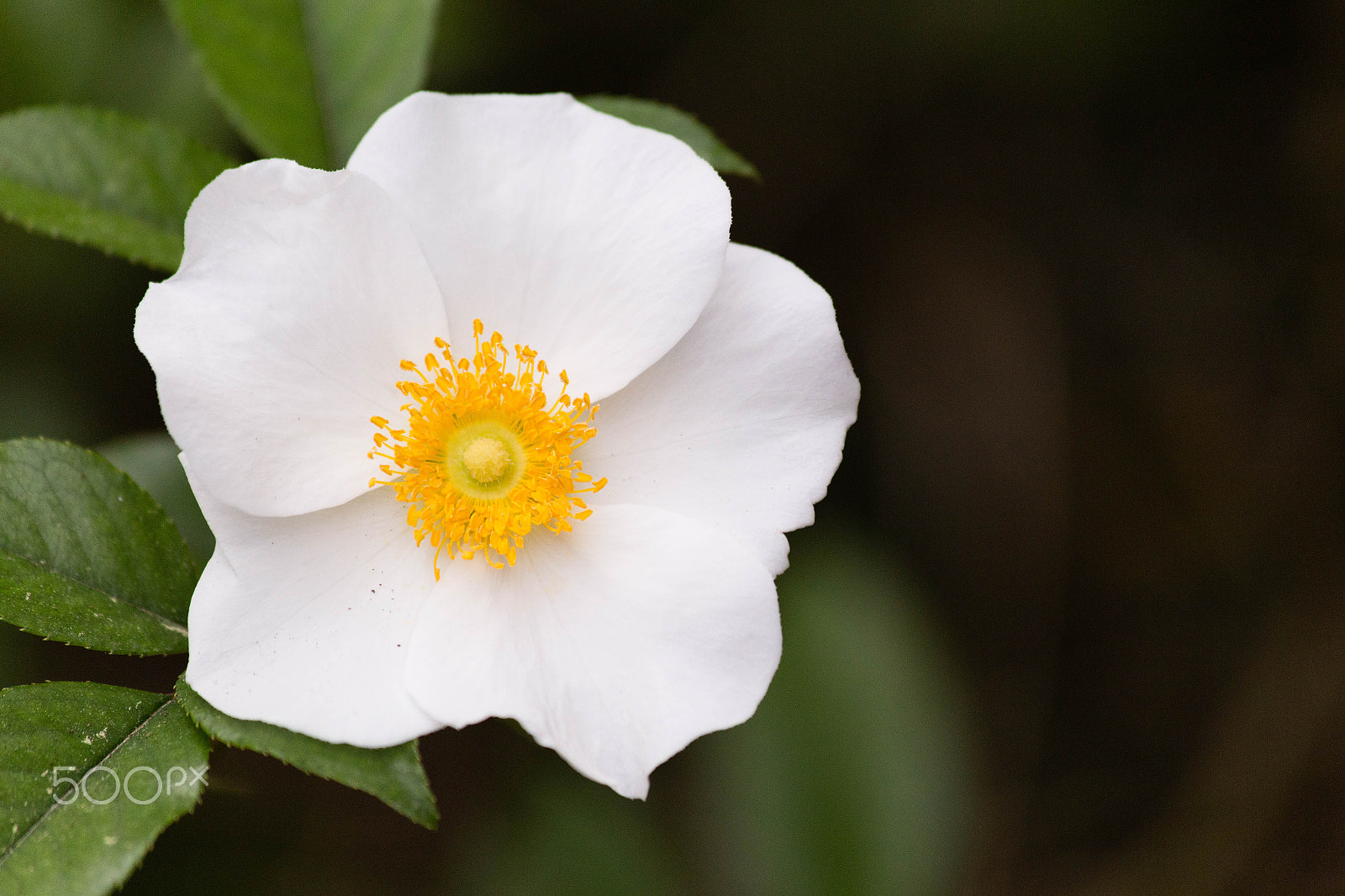 Canon EF 70-300mm F4-5.6 IS USM sample photo. Img photography