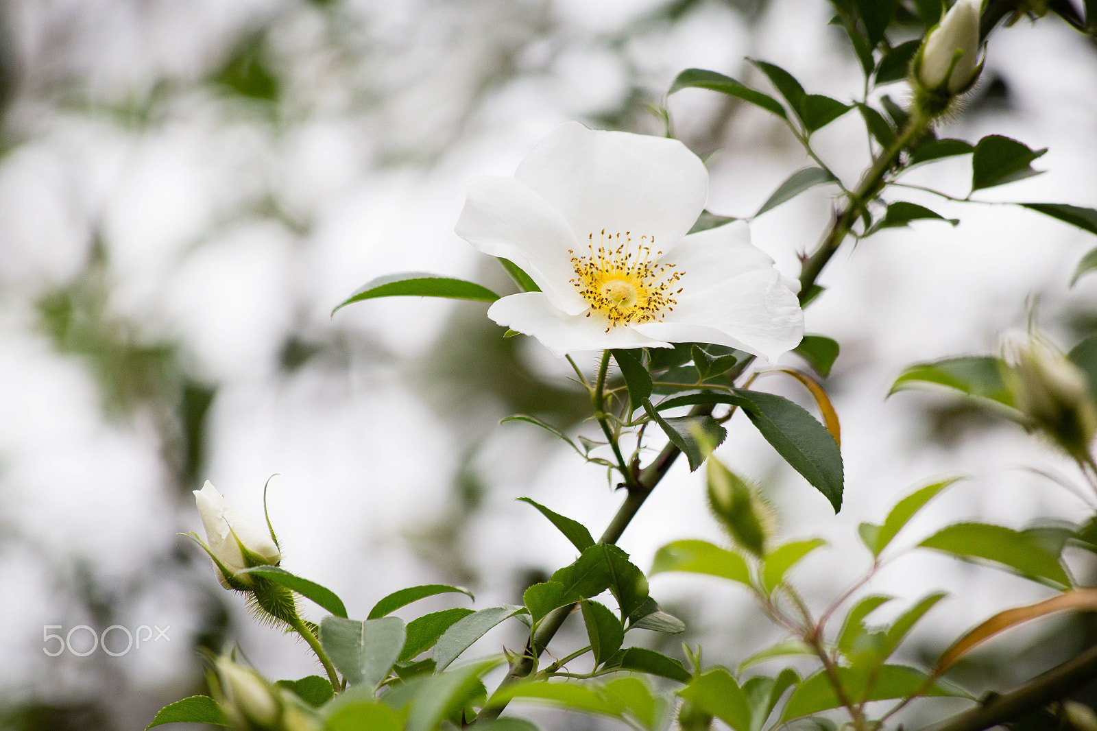 Canon EF 70-300mm F4-5.6 IS USM sample photo. Img photography