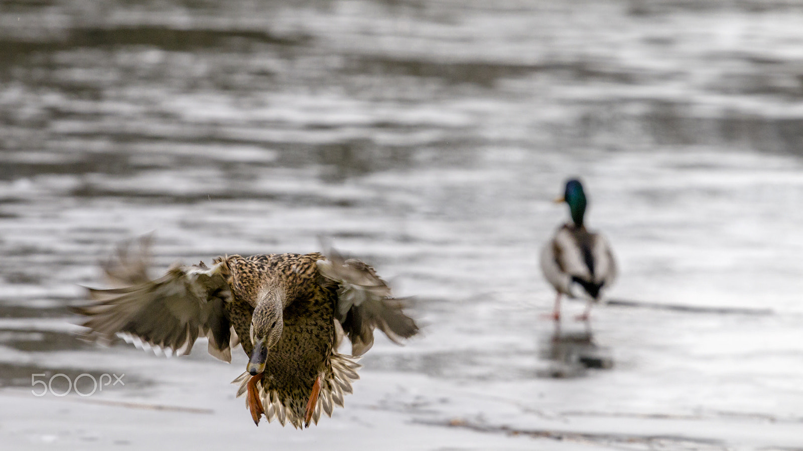 Canon EOS 70D + Canon EF 70-200mm F4L USM sample photo. Mallard duck photography