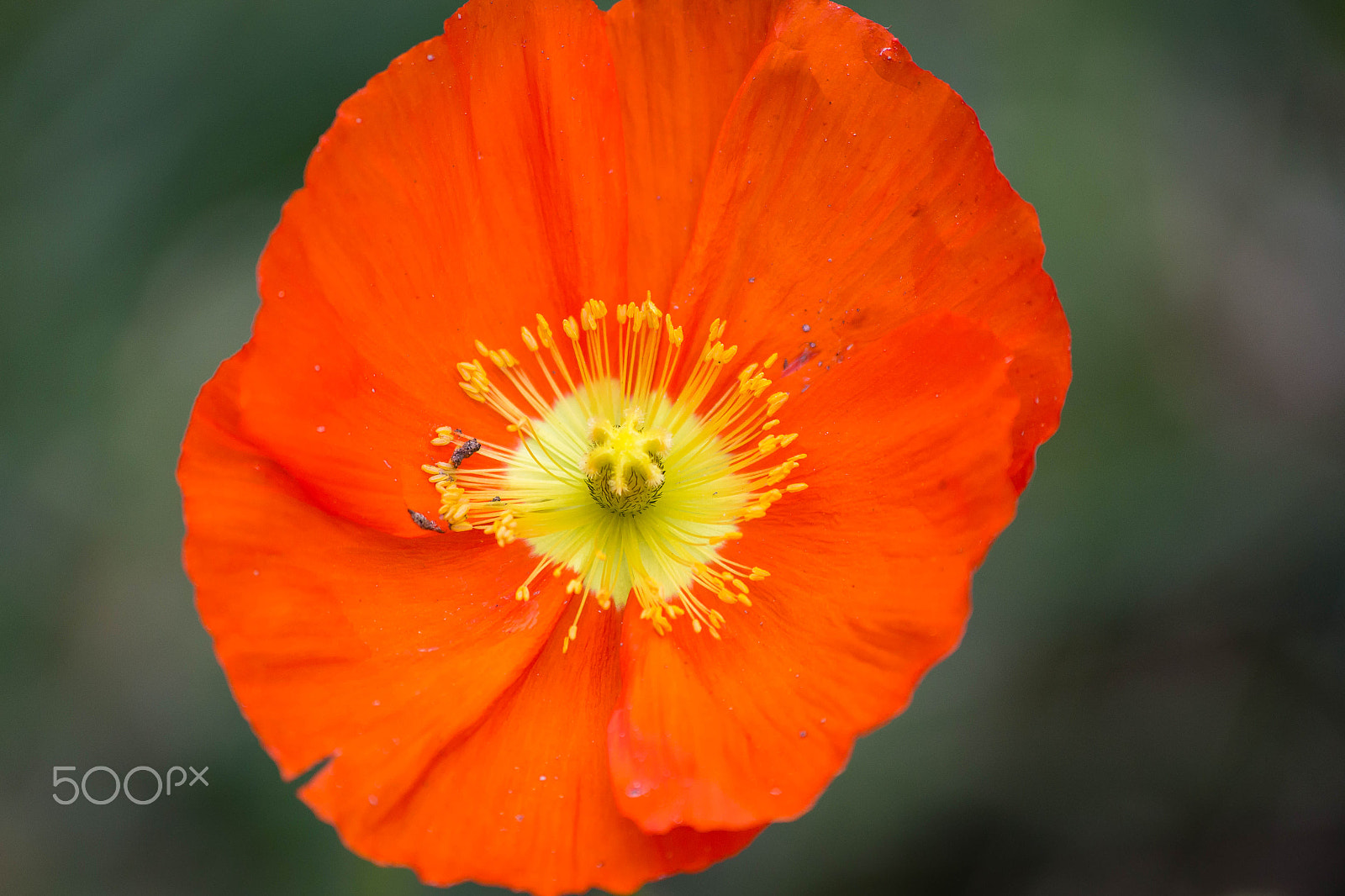 Canon EF 70-300mm F4-5.6 IS USM sample photo. Img photography