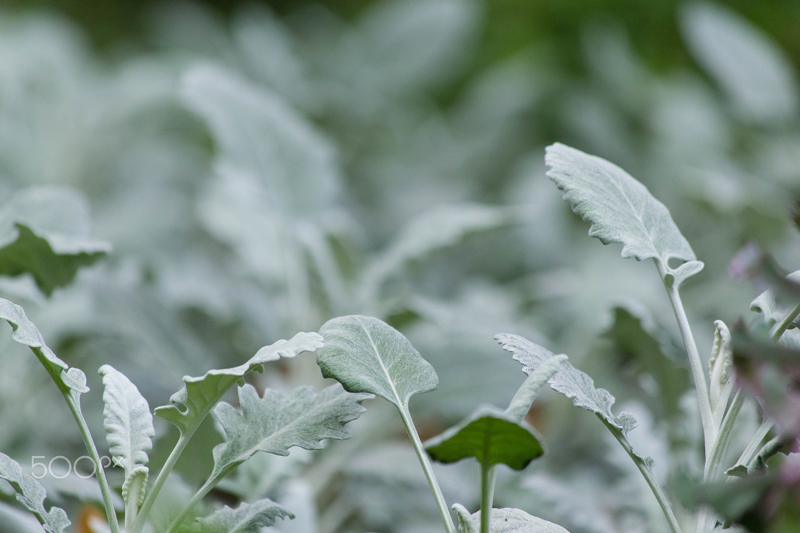 Canon EF 70-300mm F4-5.6 IS USM sample photo. Img photography