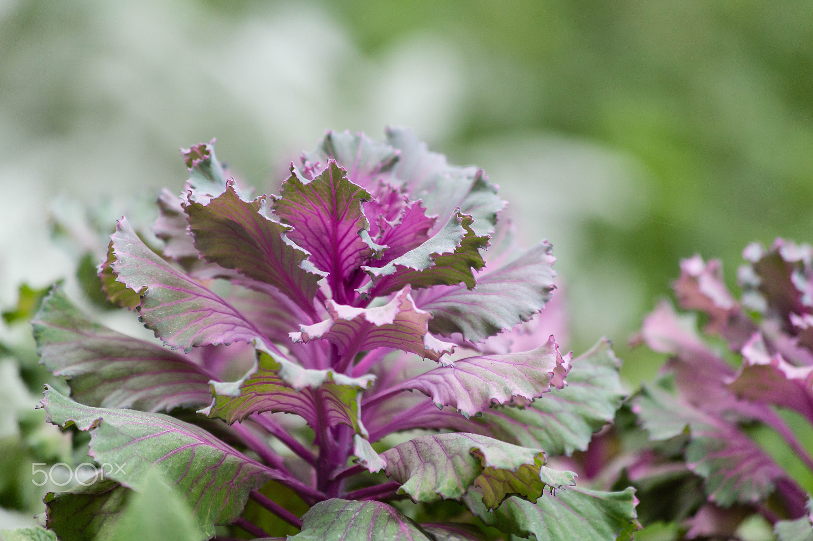 Canon EF 70-300mm F4-5.6 IS USM sample photo. Img photography