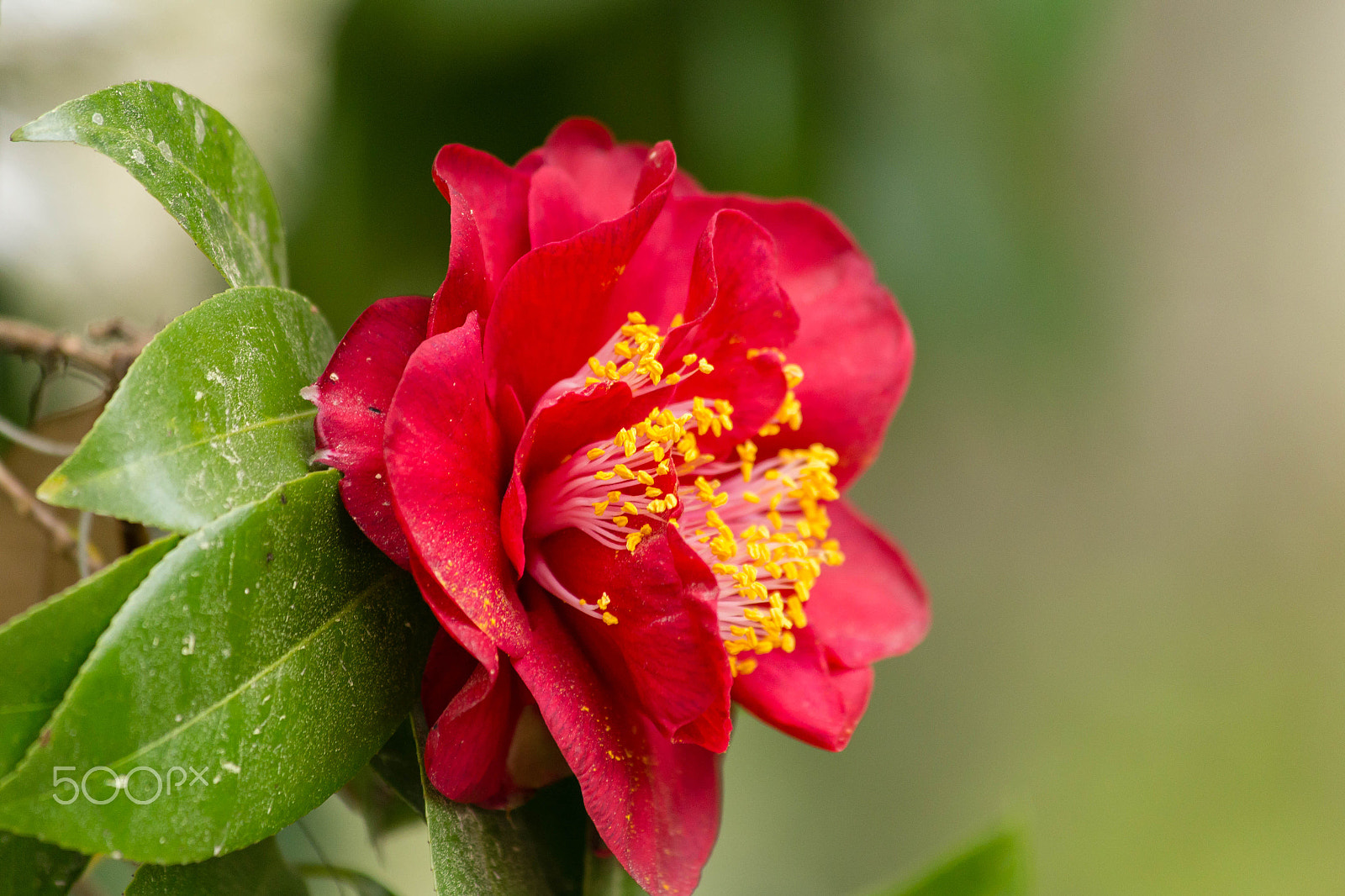 Canon EF 70-300mm F4-5.6 IS USM sample photo. Img photography