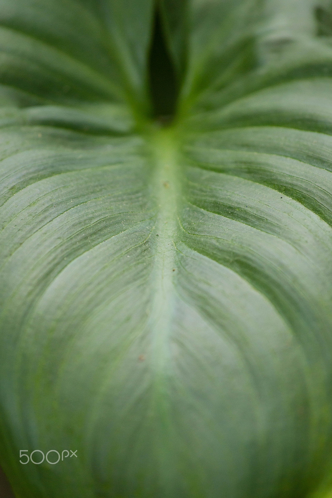 Canon EF 70-300mm F4-5.6 IS USM sample photo. Img photography