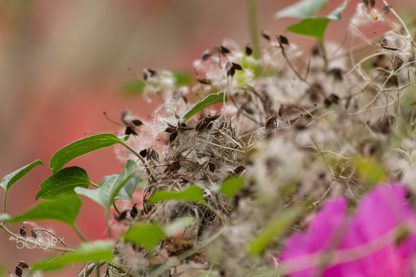 Canon EF 70-300mm F4-5.6 IS USM sample photo. Img photography
