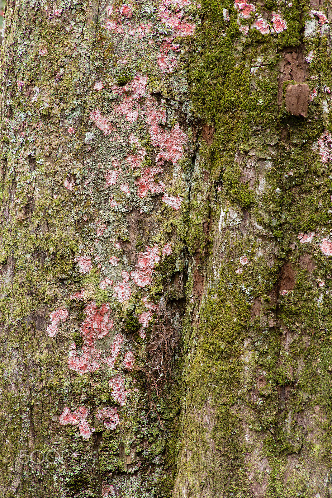 Canon EF 70-300mm F4-5.6 IS USM sample photo. Img photography