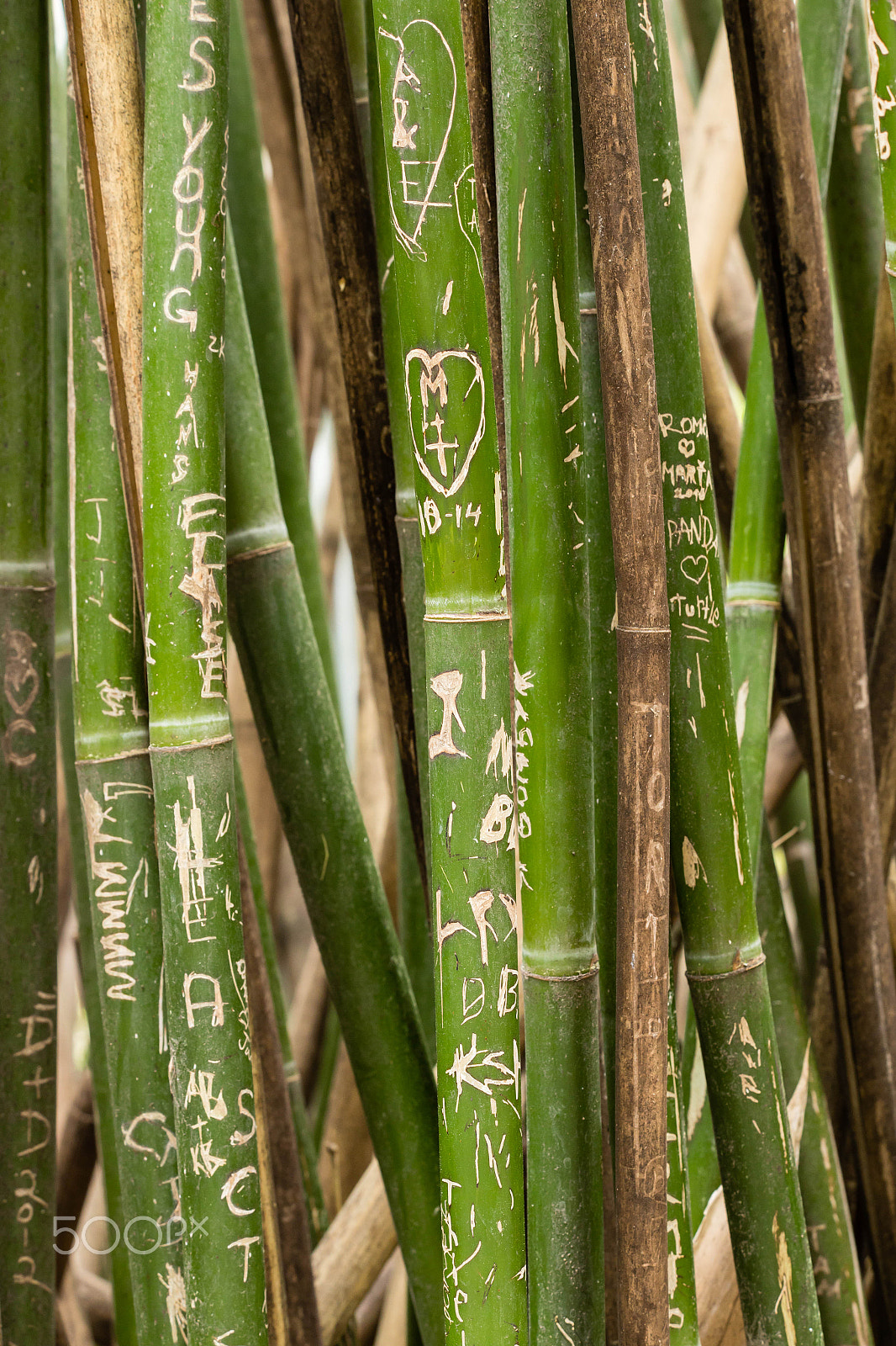 Canon EF 70-300mm F4-5.6 IS USM sample photo. Img photography